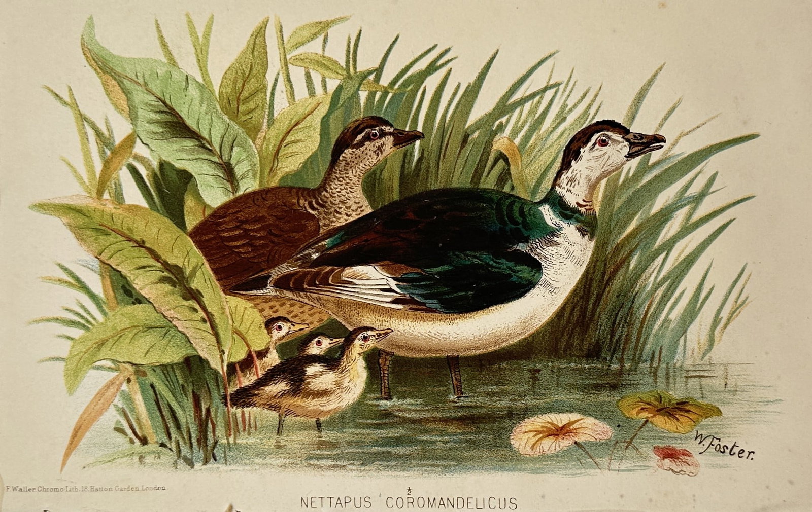 William Foster (1853-1924) – View of Nettapus Coromandelicus – Chromolithograph (1880): "Nettapus Coromandelicus" illustrates a pair of cotton pygmy geese (also known as the cotton teal) in a marshy wetland environment with several small ducklings. The male is depicted with its distincti
