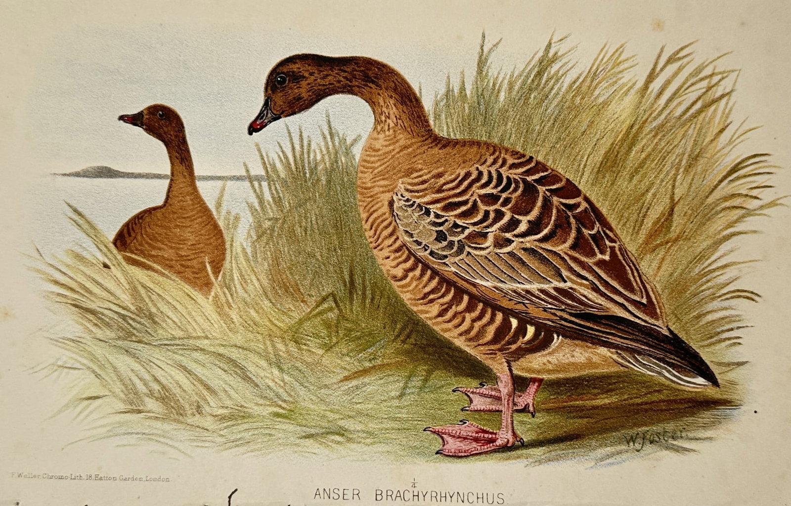 William Foster (1853-1924) – View of Anser Brachyrhynchus – Chromolithograph (1880) (1 of 2)