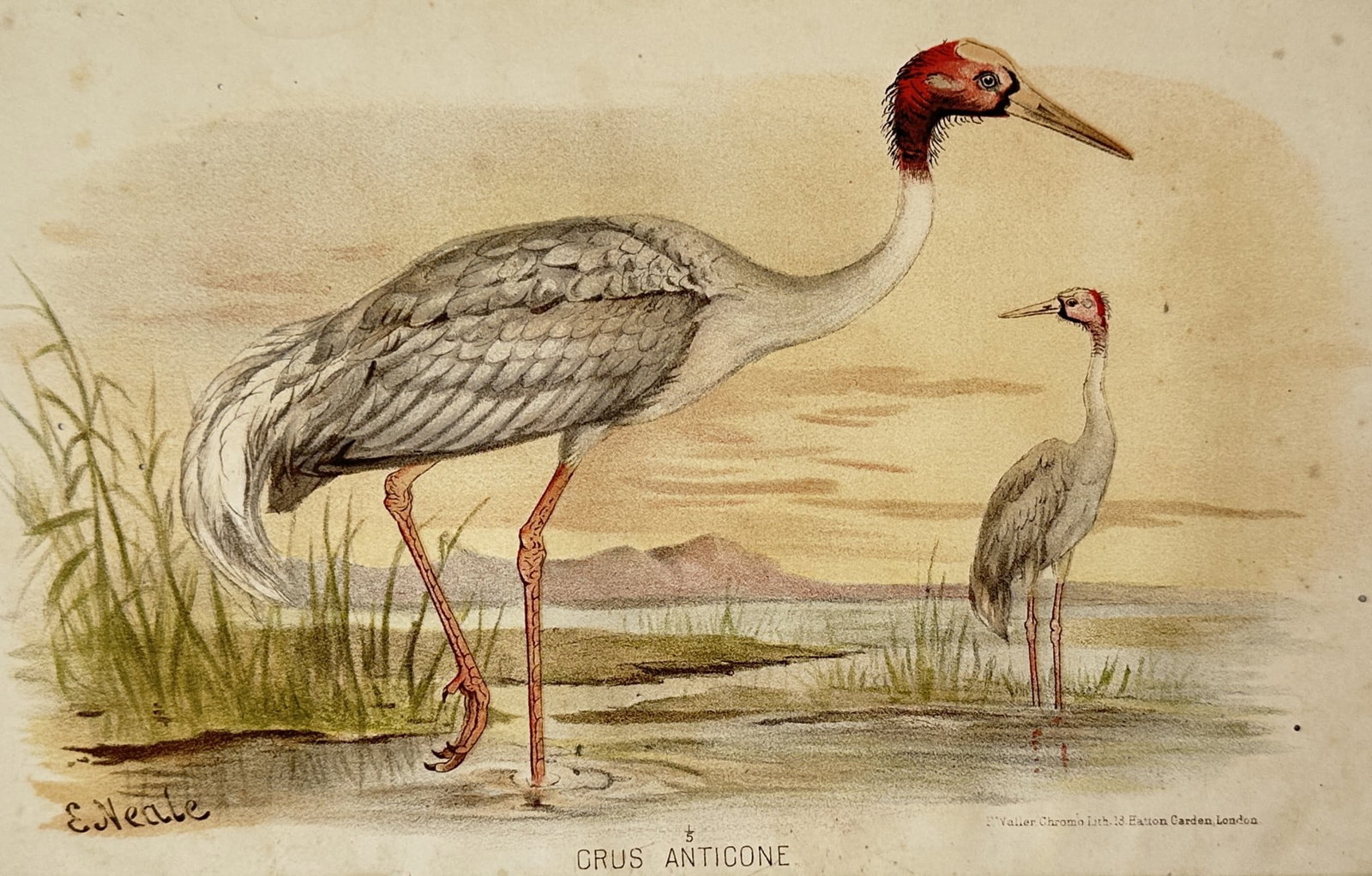 Edward Neale (1833-1904) – View of Grus Antigone – Chromolithograph (1880): "Grus Antigone" illustrates a pair of Sarus cranes standing in a shallow wetland at sunset. The foreground crane is depicted in mid-stride, showcasing its tall, grey-plumaged body and the characterist