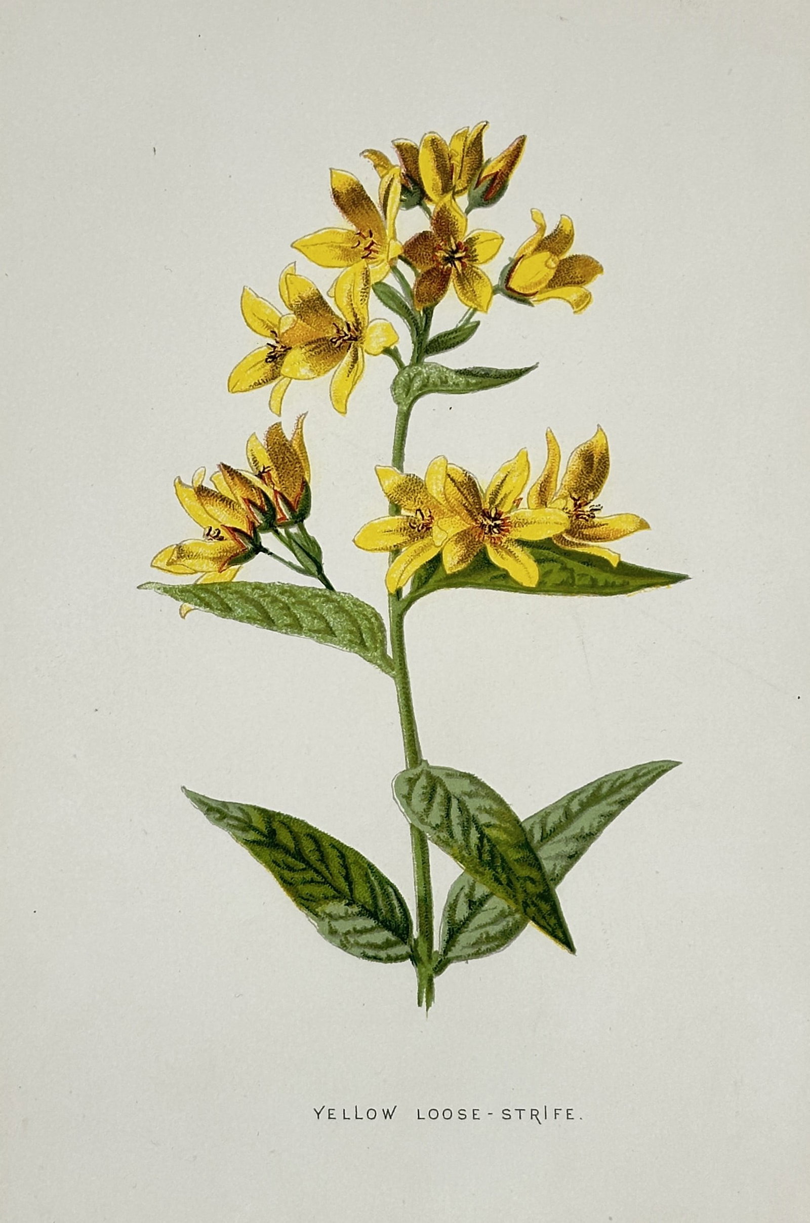 Frederick Edward Hulme (1841-1909) – View of Yellow Loose-Strife – Chromolithograph (1880): "Yellow Loose-Strife" illustrates a flowering stem of Lysimachia vulgaris featuring clusters of bright yellow star-shaped blossoms with orange centers. The work captures the pointed, lanceolate leaves