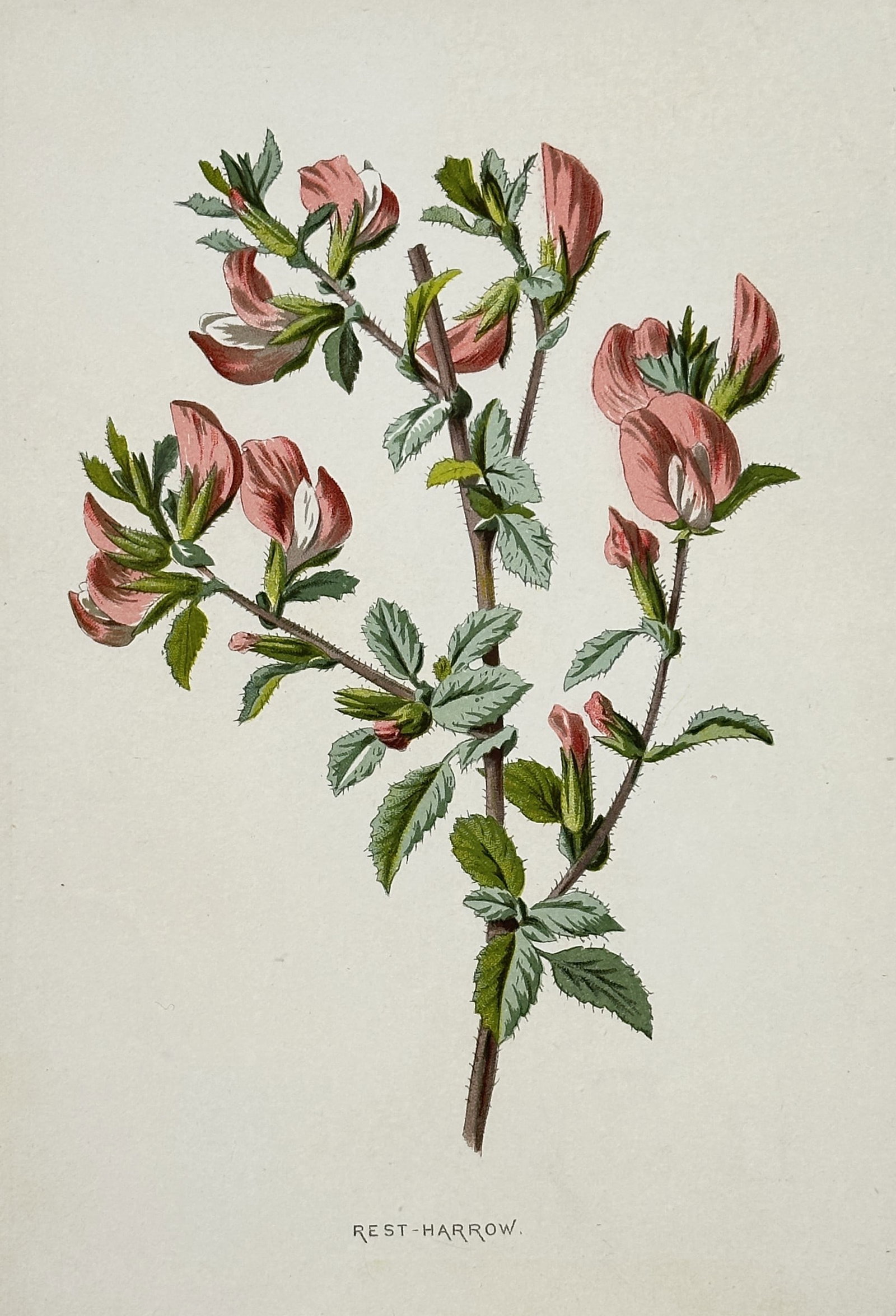 Frederick Edward Hulme (1841-1909) – View of Rest-Harrow – Chromolithograph (1880): "Rest-Harrow" illustrates a flowering branch of Ononis repens featuring delicate pink and white pea-like blossoms. The work captures the small, serrated trifoliate leaves and the woody, slightly thorn