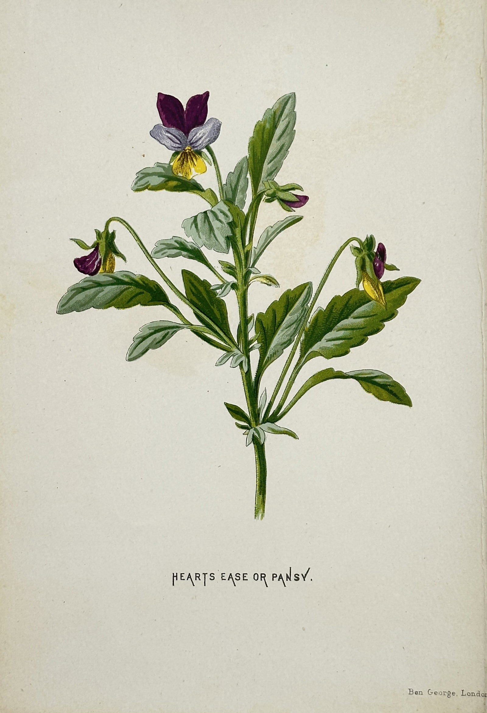 Frederick Edward Hulme (1841-1909) – View of Heart's-Ease or Pansy – Chromolithograph (1880): "Heart's-Ease or Pansy" illustrates a flowering specimen of Viola tricolor featuring its characteristic tri-colored petals in shades of deep purple, pale lavender, and bright yellow. The work meticulo