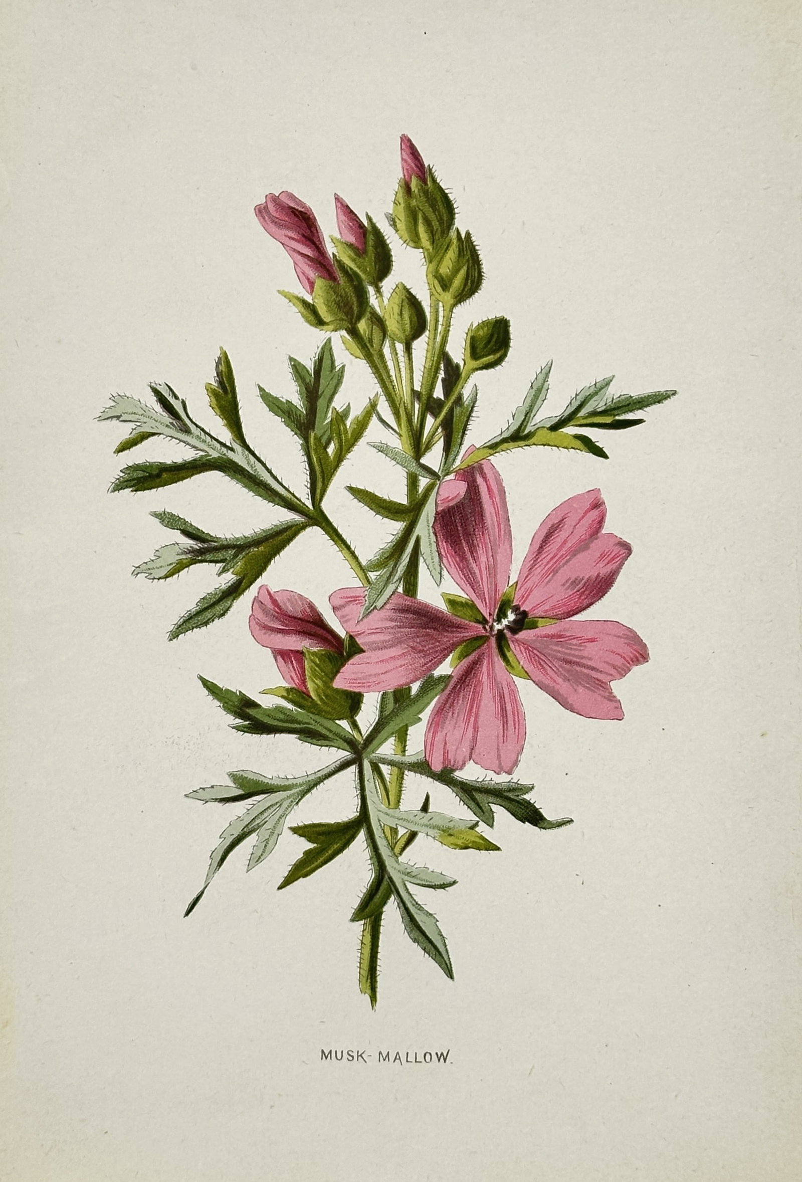 Frederick Edward Hulme (1841-1909) – View of Musk-Mallow – Chromolithograph (1880): "Musk-Mallow" illustrates a flowering specimen of Malva moschata featuring its large, delicate pink petals with fine darker veins. The work captures the plant's distinctive deeply-divided, feathery le