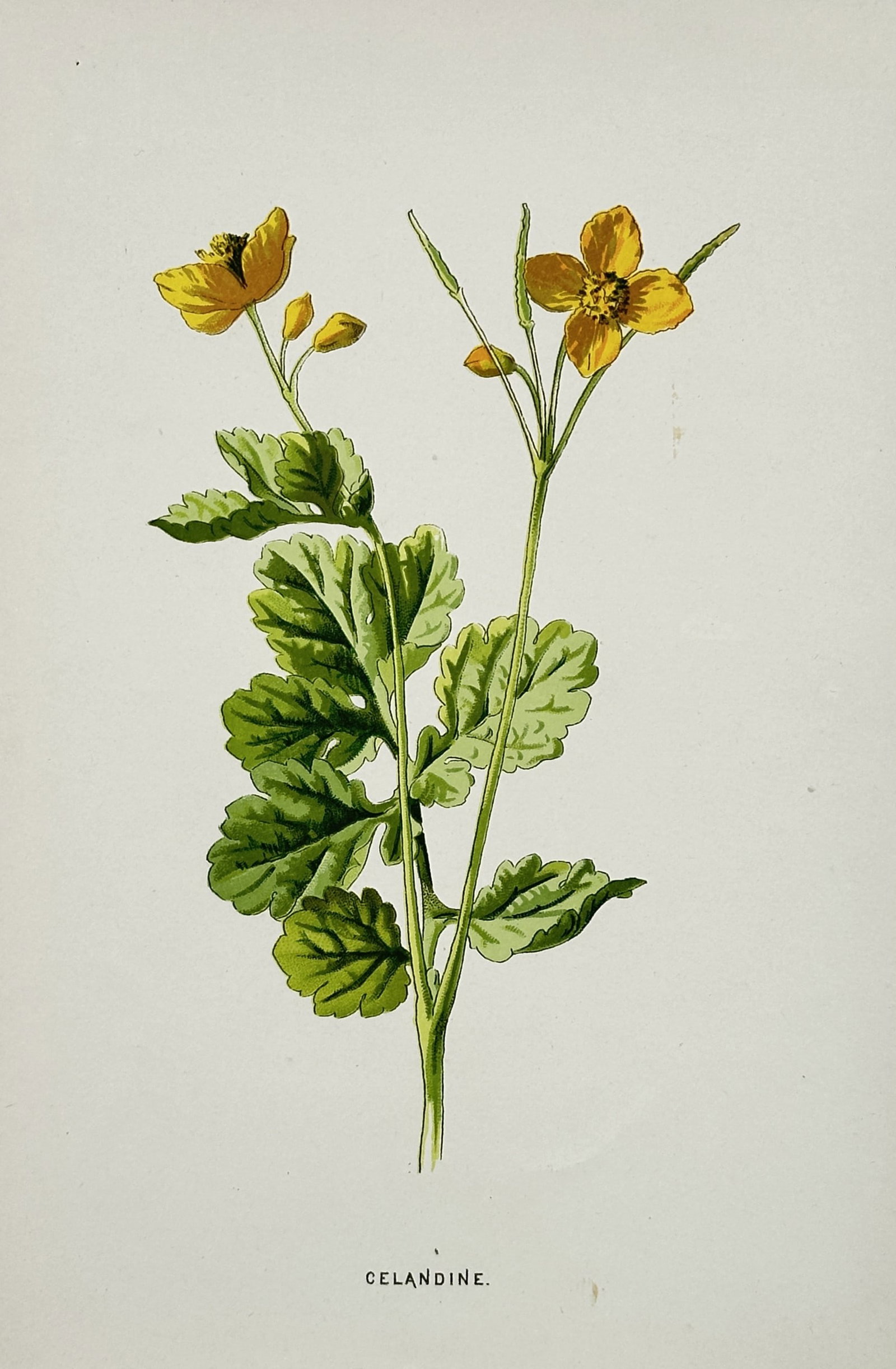 Frederick Edward Hulme (1841-1909) – View of Celandine – Chromolithograph (1880): "Celandine" illustrates a flowering specimen of Chelidonium majus (Greater Celandine) featuring its small, bright yellow four-petaled blossoms. The work captures the plant's characteristic deeply lobe