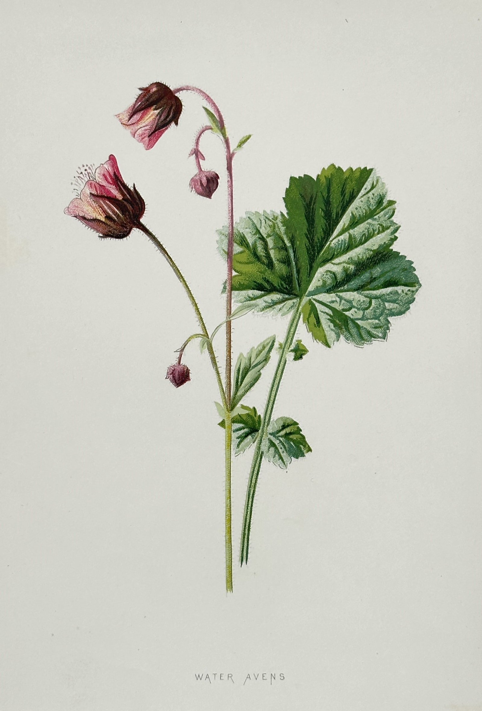 Frederick Edward Hulme (1841-1909) – View of Water Avens – Chromolithograph (1880): "Water Avens" illustrates a flowering specimen of Geum rivale featuring its nodding, bell-shaped blossoms with reddish-purple sepals and pale pink petals. The work captures the plant's characteristic 
