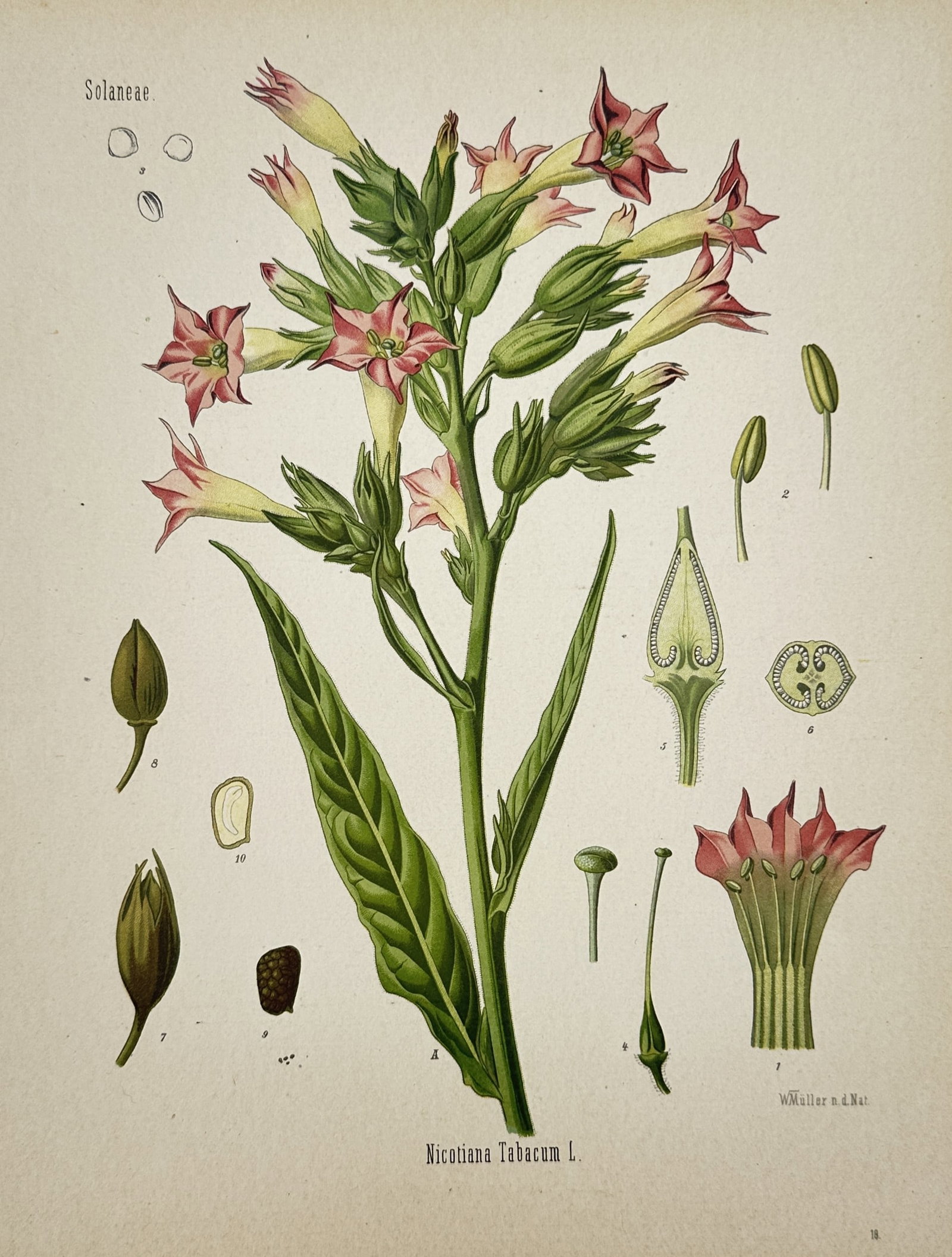 Hermann Kohler (1834–1912) – View of Nicotiana Tabacum L. – Hand-coloured lithograph (1887): Nicotiana Tabacum L. illustrates the botanical anatomy of the cultivated tobacco plant with a central flowering stalk featuring tubular pink blossoms and large lanceolate leaves. The work provides a s