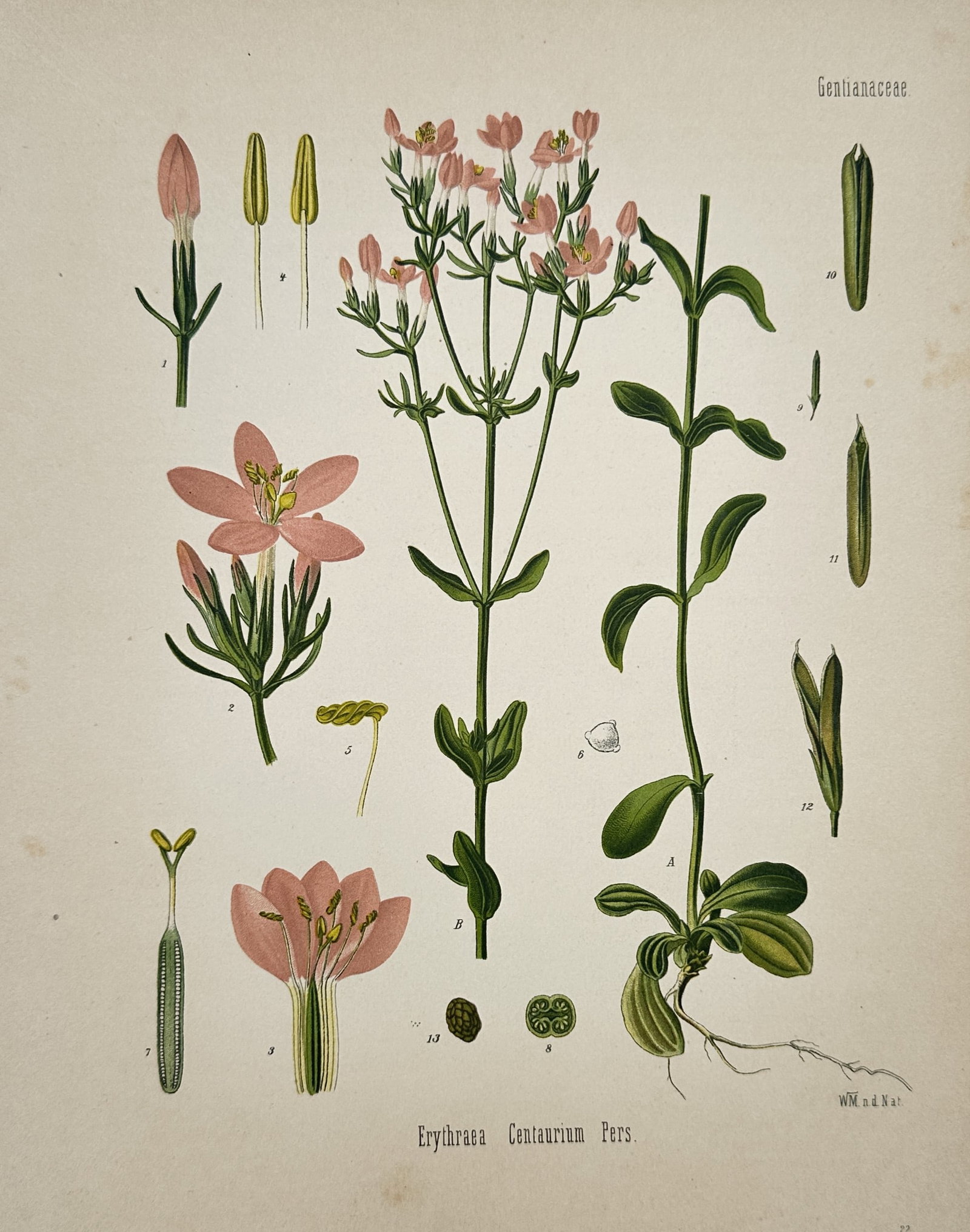 Hermann Kohler (1834–1912) – View of Erythraea Centaurium Pers. – Hand-coloured lithograph: Erythraea Centaurium Pers. illustrates the common centaury plant featuring its clusters of small pink star-shaped flowers and opposite oval leaves. The work provides a comprehensive botanical study in