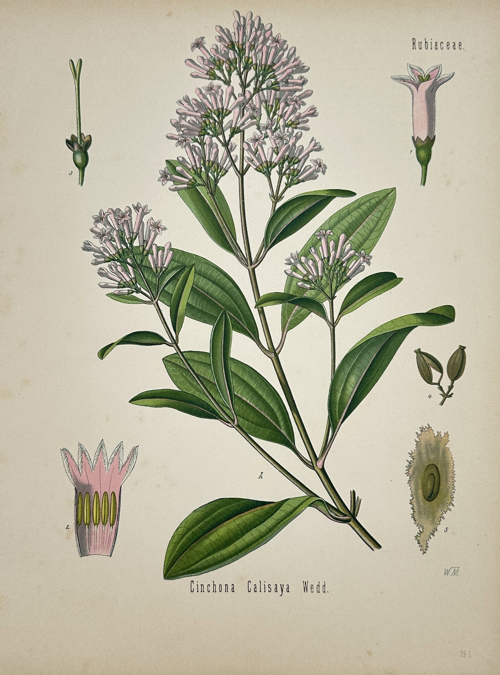 Hermann Kohler (1834–1912) – View of Cinchona Calisaya Wedd. – Hand-coloured lithograph (1887): Cinchona Calisaya Wedd. illustrates the botanical features of the quinine tree featuring its terminal clusters of small pale pink tubular flowers and thick glossy elliptical leaves with prominent vein