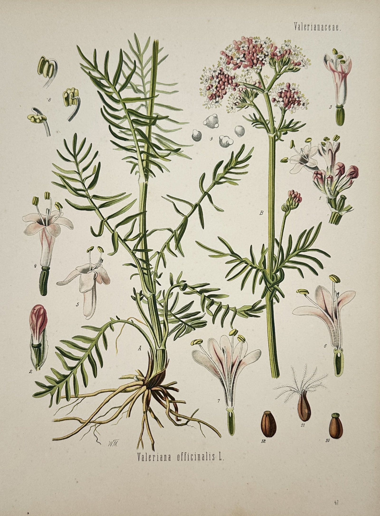 Hermann Kohler (1834–1912) – View of Valeriana Officinalis L. – Hand-coloured lithograph: Valeriana officinalis L. illustrates the botanical characteristics of the common valerian plant featuring its tall flowering stalks with clusters of small pale pink blossoms and deeply pinnate leaves.