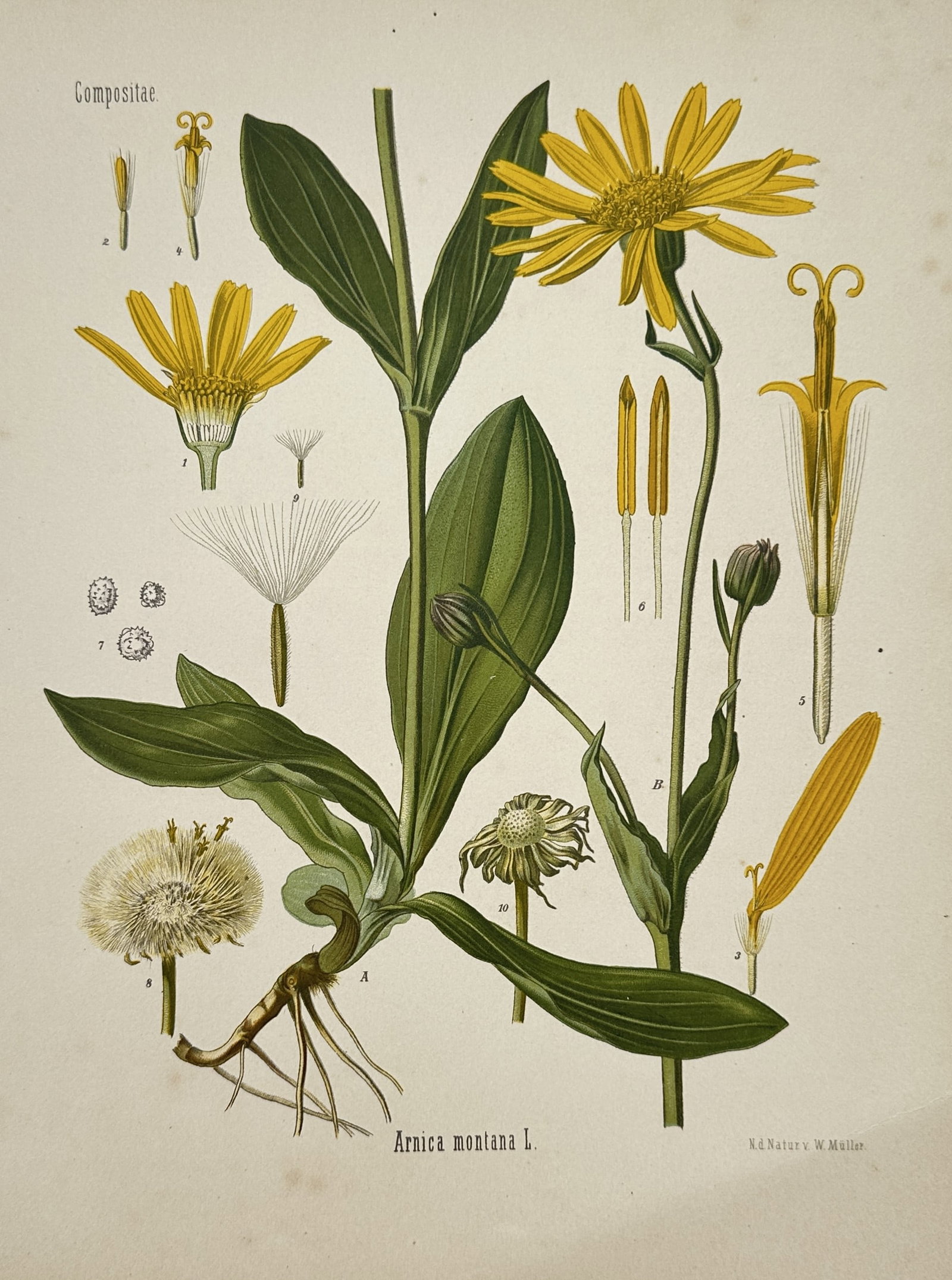 Hermann Kohler (1834–1912) – View of Arnica Montana L. – Hand-coloured lithograph (1887): Arnica montana L. illustrates the botanical features of the mountain arnica featuring its large bright yellow daisy-like flower heads and opposite oval-shaped leaves. The work provides an in-depth sci