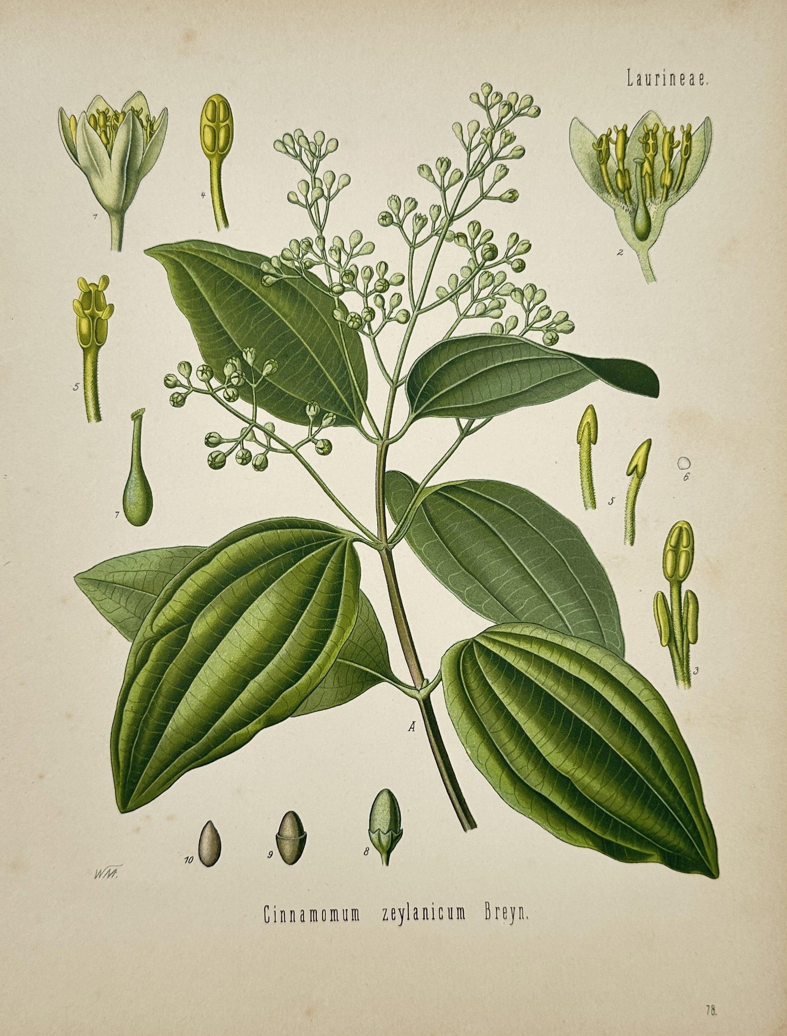 Hermann Kohler (1834–1912) – View of Cinnamomum Zeylanicum Breyn. – Hand-coloured lithograph (1 of 2)