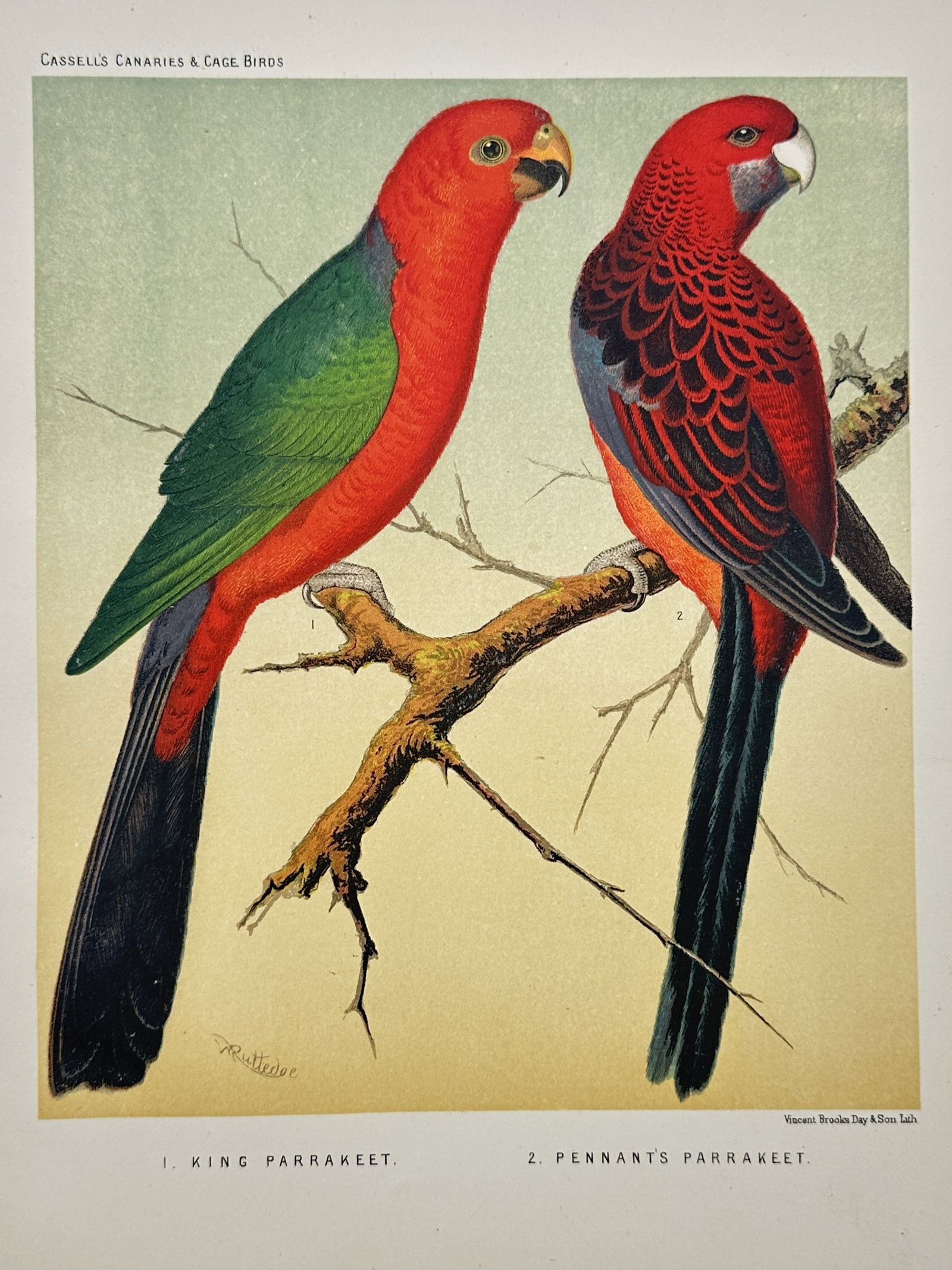 James William Ludlow (1840–1916) – View of King Parrakeet and Pennant s Parrakeet (1 of 2)