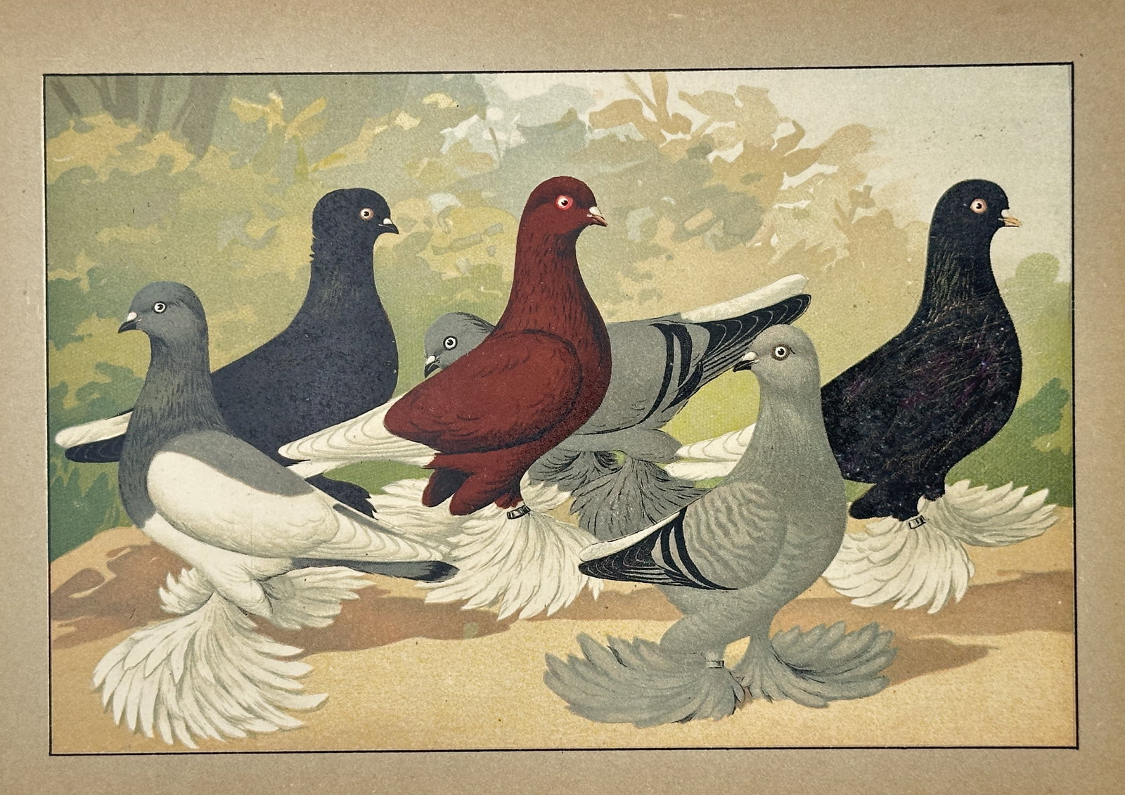 Emil Schachtzabel (Active Early 20th Century) – View of Various Fancy Pigeon Breeds (1 of 2)