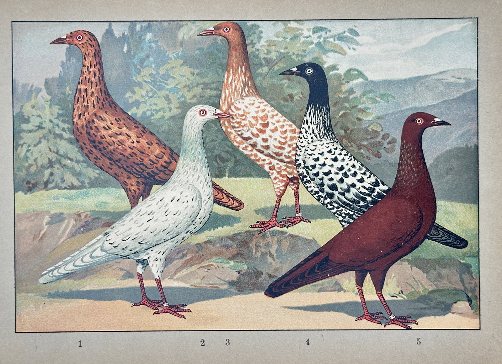 Emil Schachtzabel (Active Early 20th Century) – View of Various Pigeon Breeds – Chromolithograph (1 of 2)