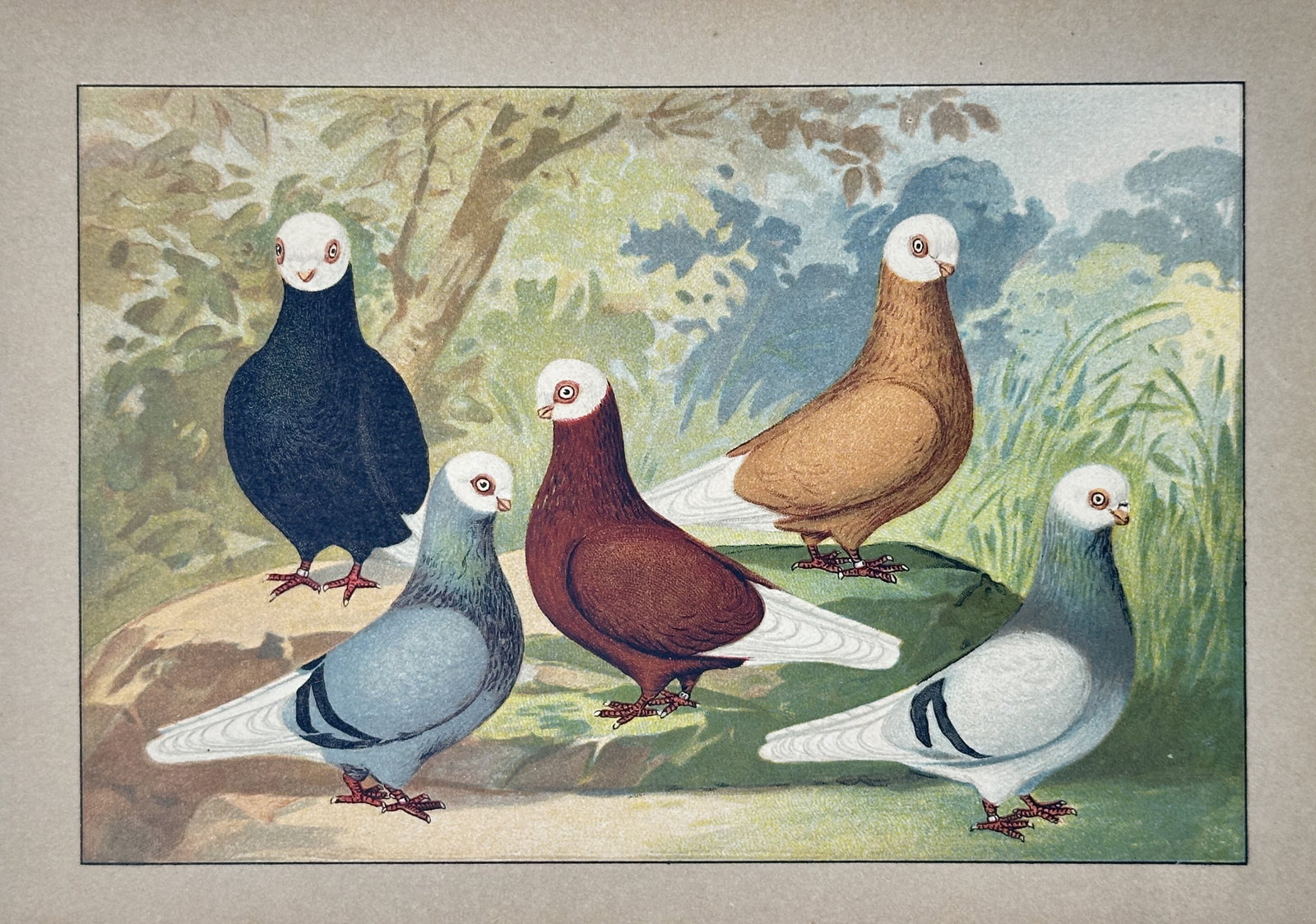 Emil Schachtzabel (Active Early 20th Century) – View of White-Headed Pigeon Breeds (1 of 2)