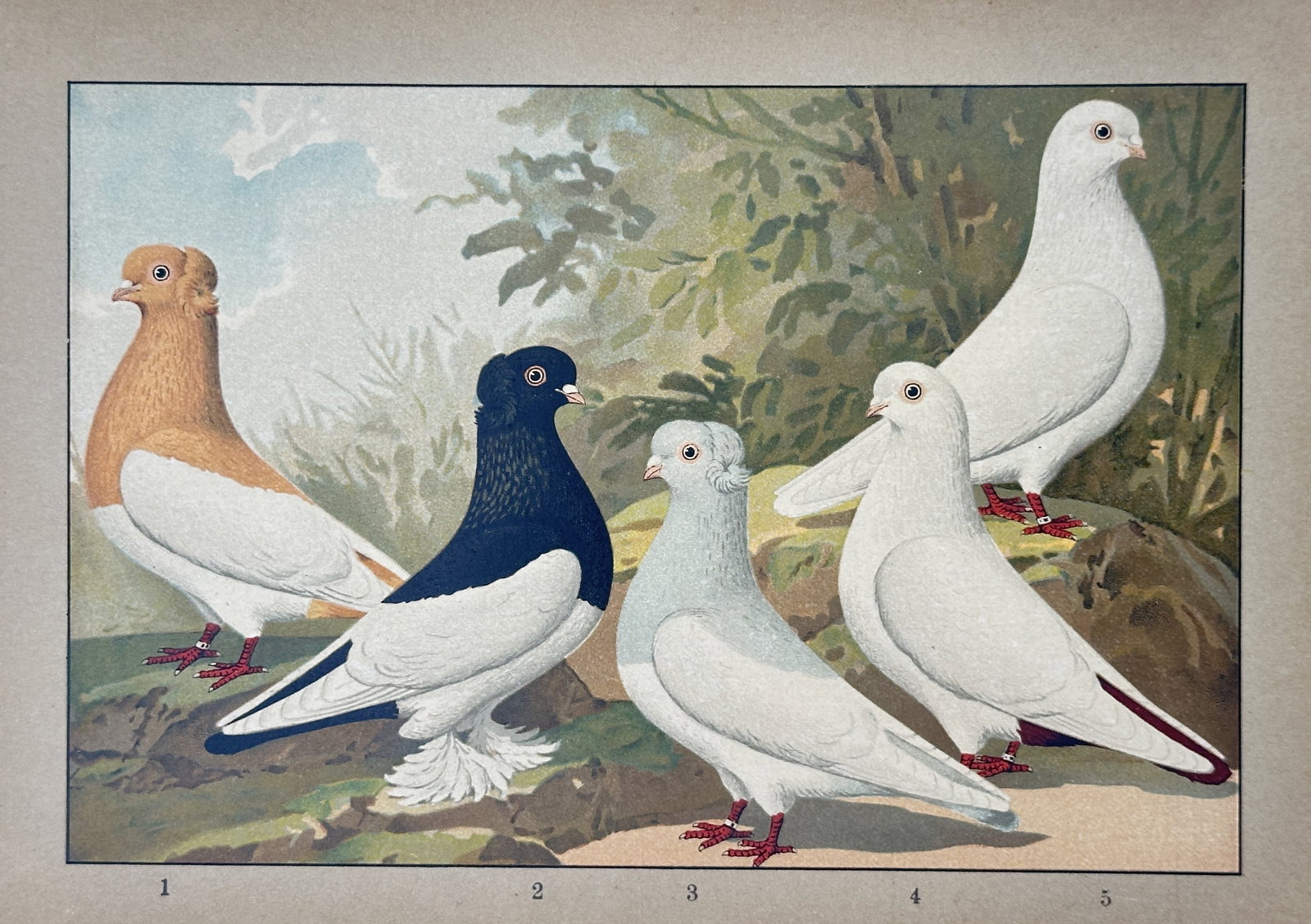 Emil Schachtzabel (Active Early 20th Century) – View of Crested and Muffed Pigeon Breeds (1 of 2)