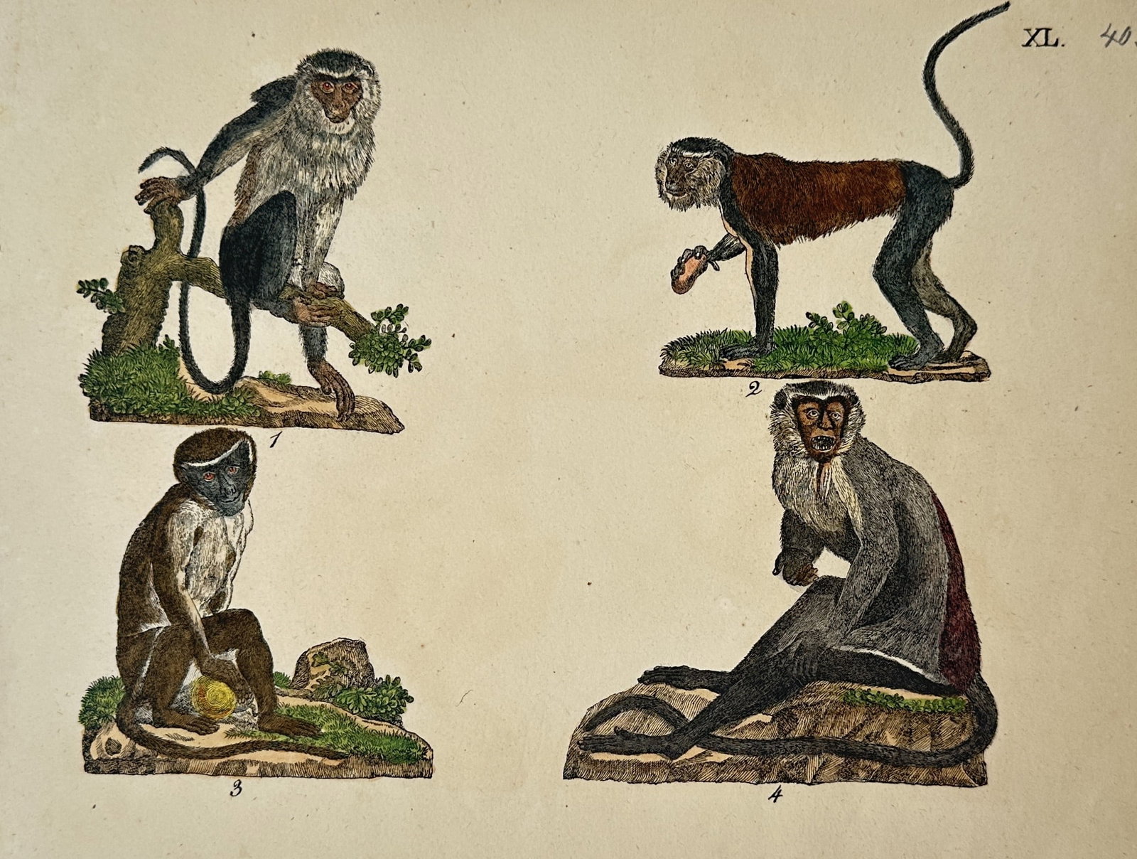 Friedrich Justin Bertuch (1474–1822) – View of Various Monkey Species: Bilderbuch fur Kinder illustrates four distinct primate species in various naturalistic poses against a minimalist background. The work features species such as the Diana monkey and the Roloway monkey