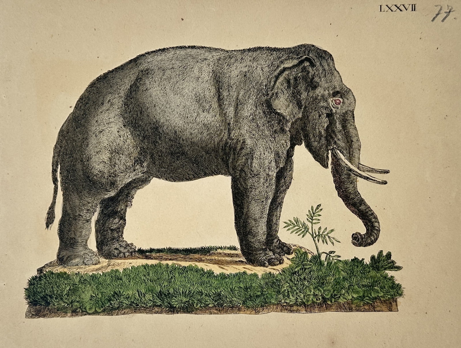 Friedrich Justin Bertuch (1474–1822) – View of an Elephant – Hand-coloured copper engraving: Bilderbuch fur Kinder illustrates a large elephant in profile standing upon a grassy mound with a small fern-like plant at its feet. The work captures the thick wrinkled skin texture and the prominent