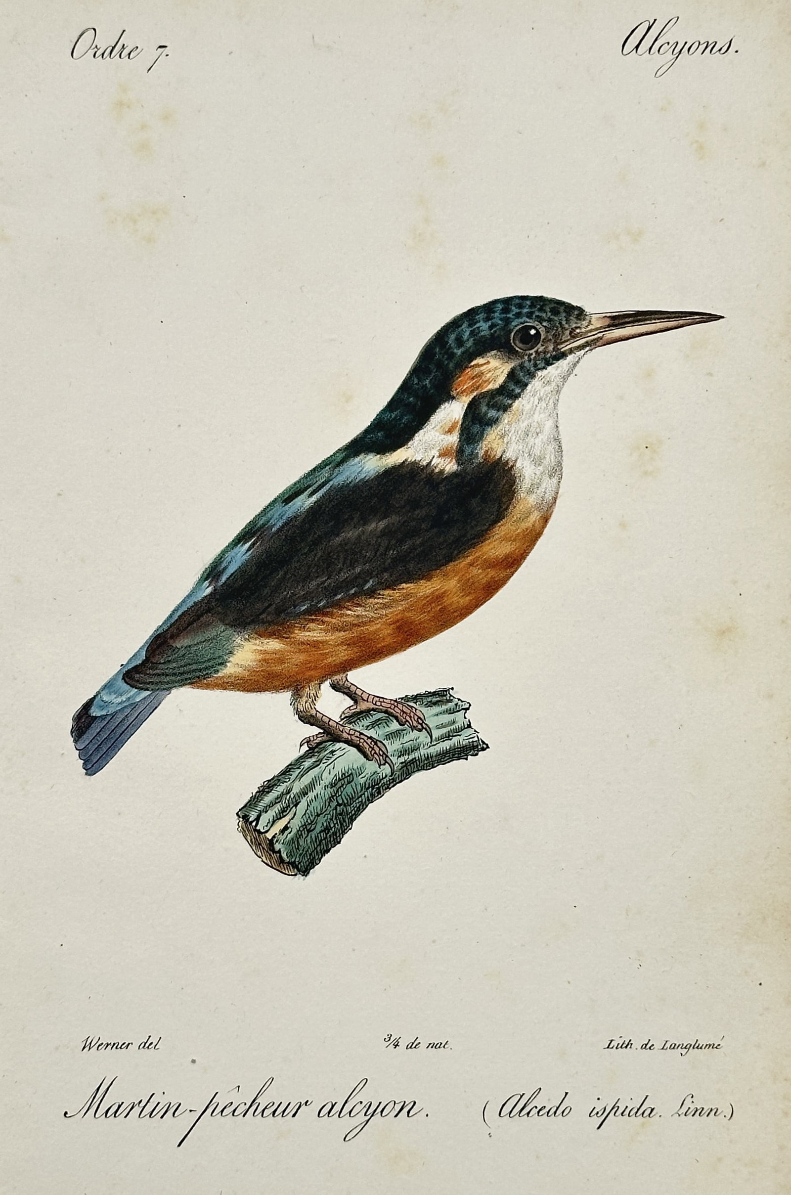 Jean-Charles Werner (1791–1849) – View of a Common Kingfisher – Hand-coloured lithograph: Martin-pecheur alcyon illustrates a common kingfisher perched on a small mossy branch against a plain background. The work captures the bird s vibrant plumage with its distinctive teal blue back and w