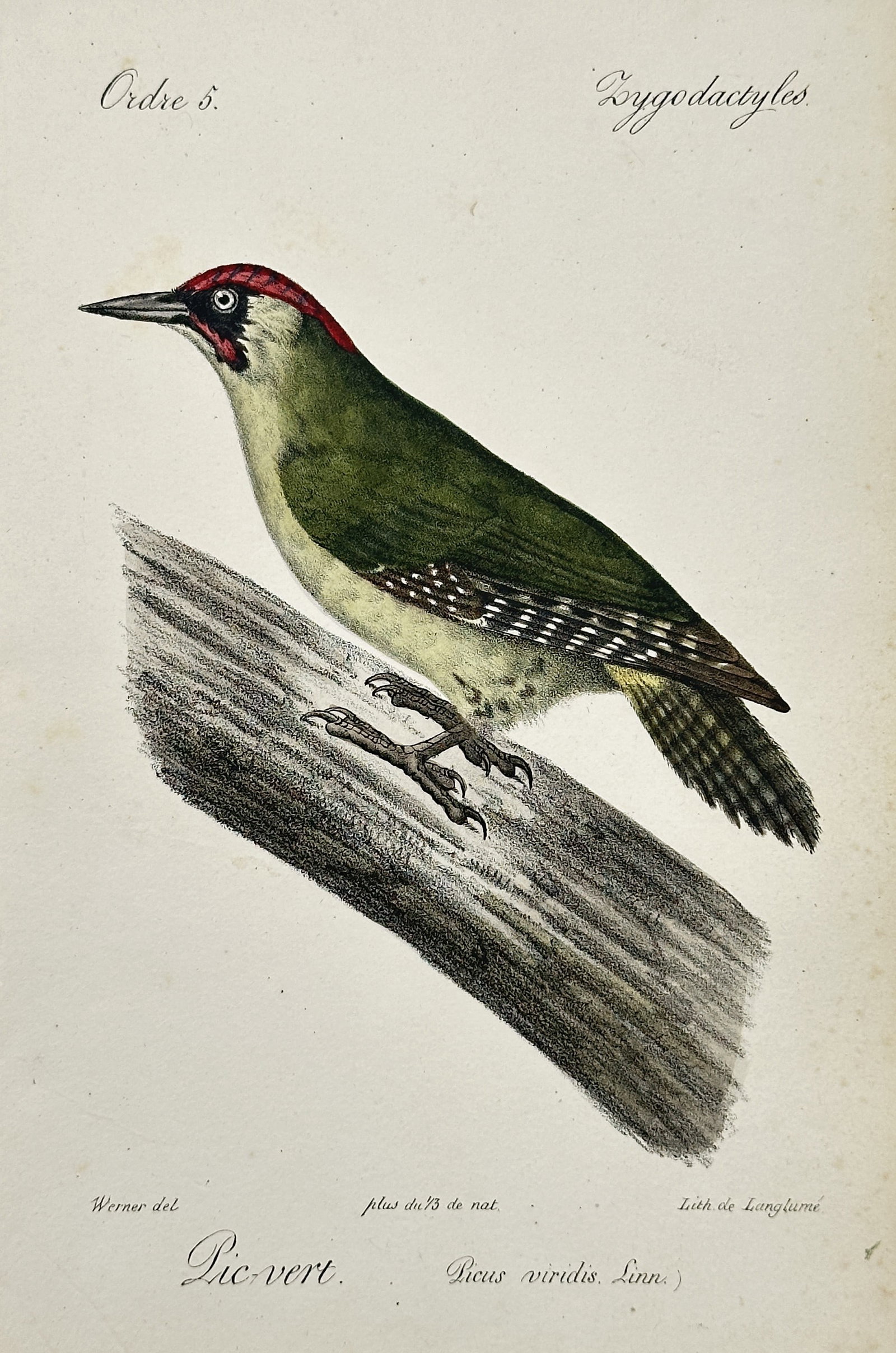 Jean-Charles Werner (1791–1849) – View of a European Green Woodpecker: Pic-vert illustrates a European green woodpecker perched upon a diagonal tree trunk. The work captures the bird s characteristic olive-green plumage with its bright red crown and the specialized zygod