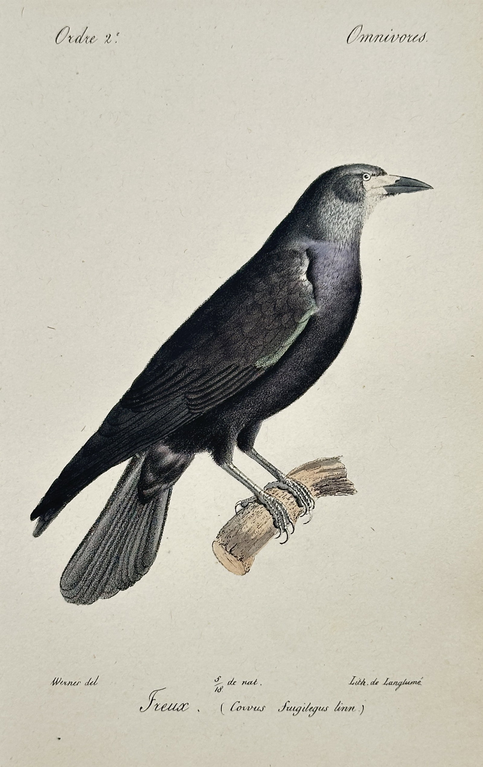 Jean-Charles Werner (1791–1849) – View of a Rook – Hand-coloured lithograph (1828): Freux illustrates a rook perched on a weathered branch against a plain background. The work captures the bird s characteristic black plumage with subtle iridescent purple and blue highlights along the