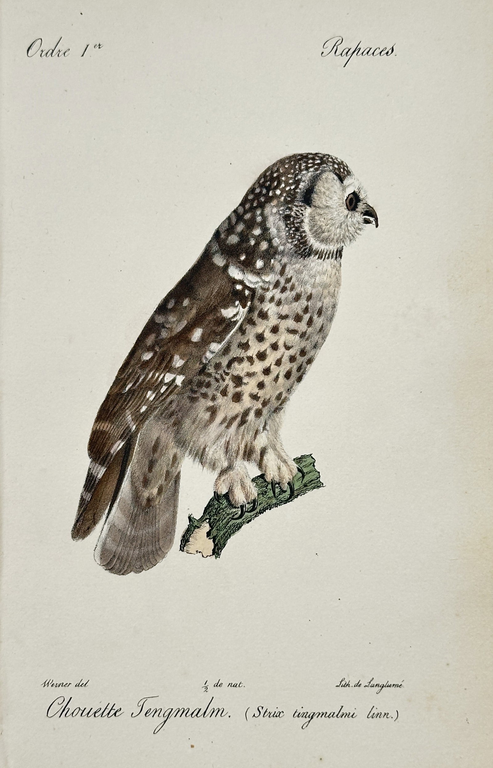 Jean-Charles Werner (1791–1849) – View of a Boreal Owl (Tengmalm's Owl): Chouette Tengmalm illustrates a Boreal Owl perched on a small, mossy branch against a neutral background. The work captures the owl's distinctive mottled brown and white plumage, featuring the charact