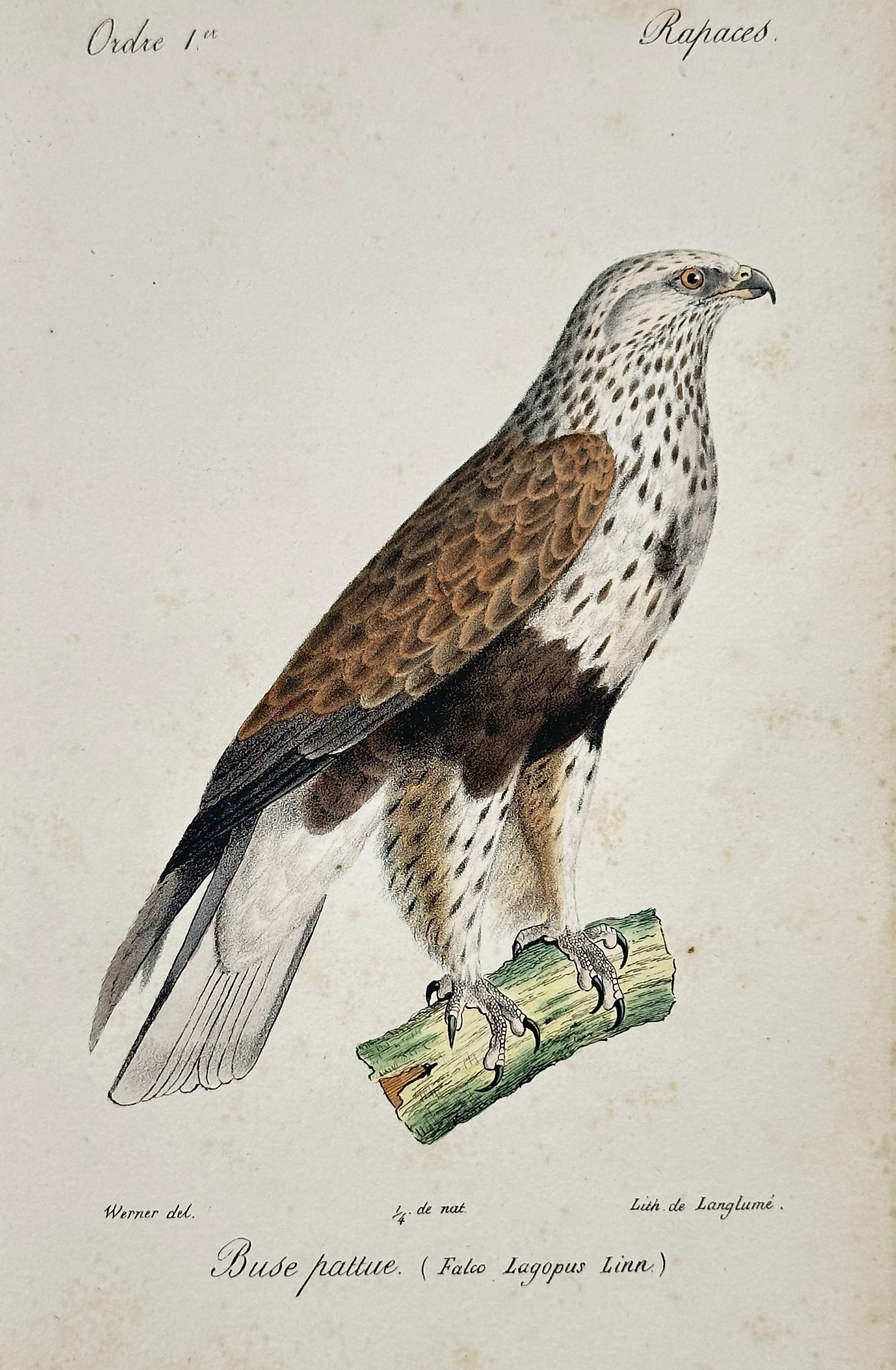 Jean-Charles Werner (1791–1849) – View of a Rough-legged Buzzard – Hand-coloured lithograph: Buse pattue illustrates a Rough-legged Buzzard perched on a mossy branch against a neutral background. The work captures the raptor's distinctive plumage, featuring a pale, streaked head and neck, dar