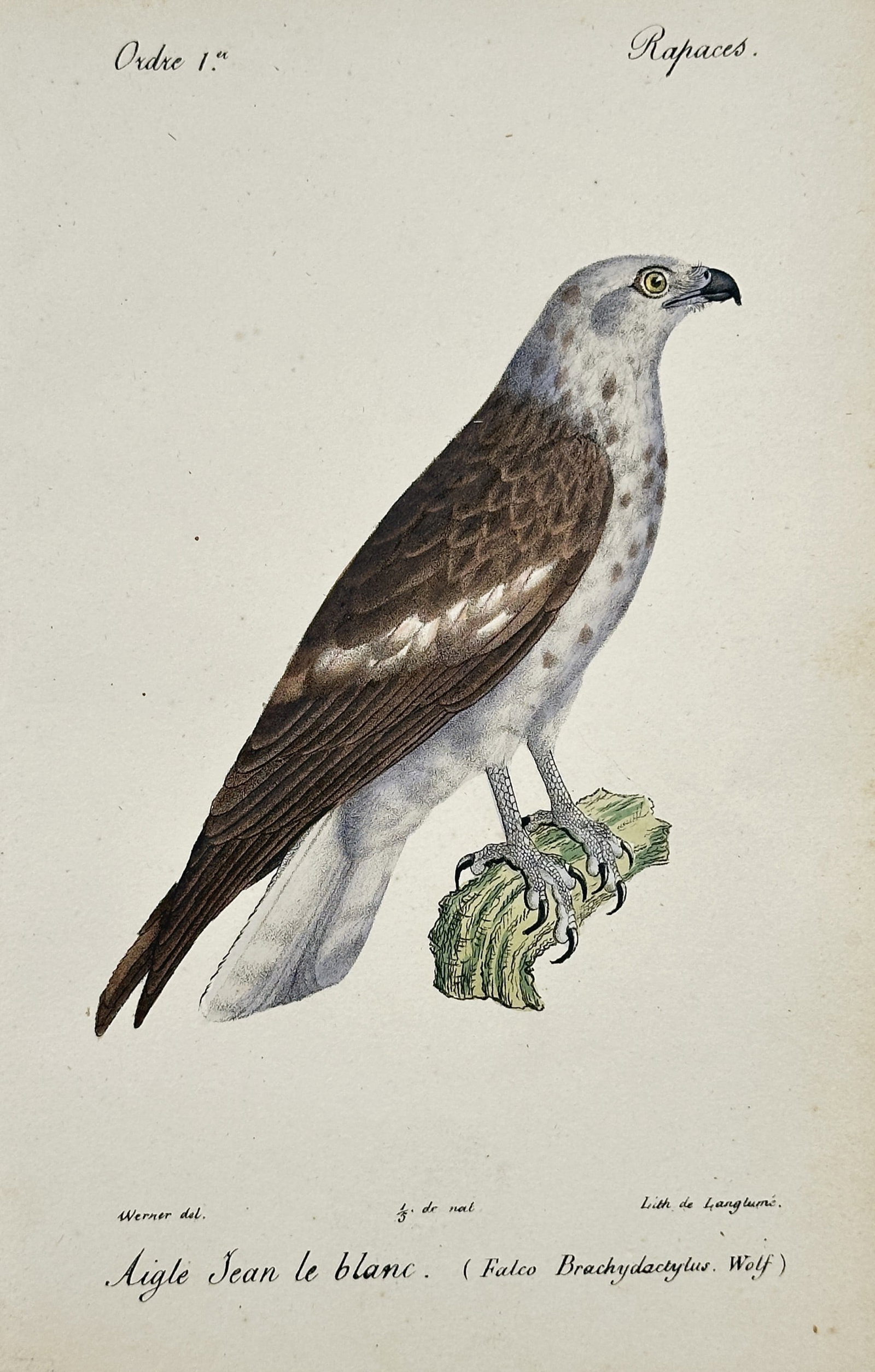 Jean-Charles Werner (1791–1849) – View of a Short-toed Snake Eagle – Hand-coloured lithograph: Aigle Jean le blanc illustrates a Short-toed Snake Eagle perched on a mossy branch against a neutral background. The work captures the raptor's distinctive appearance, featuring its large, owl-like he