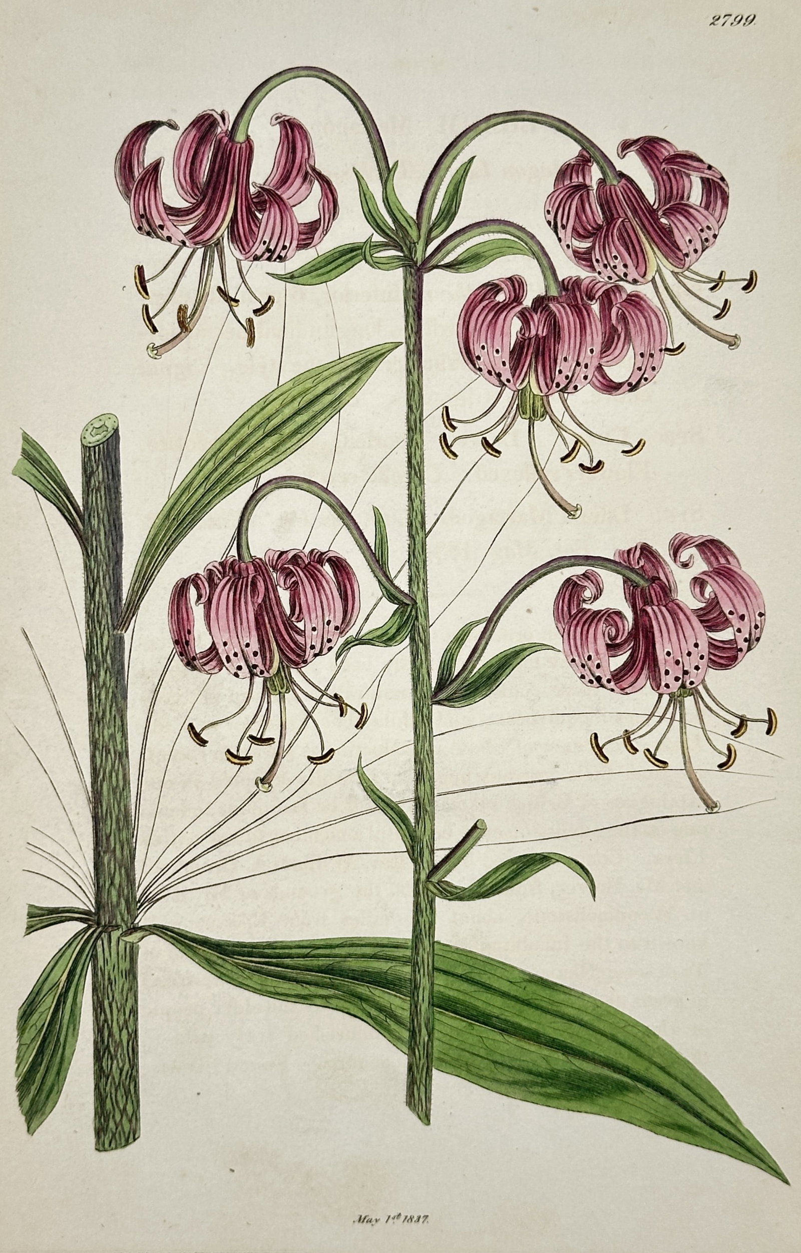 James Sowerby (1757–1822) – View of a Martagon Lily (Lilium martagon): The work illustrates the elegant structure of the Martagon Lily, featuring its distinctive pendulous, recurved pink blossoms with dark spotting and prominent protruding stamens. The engraving meticulo