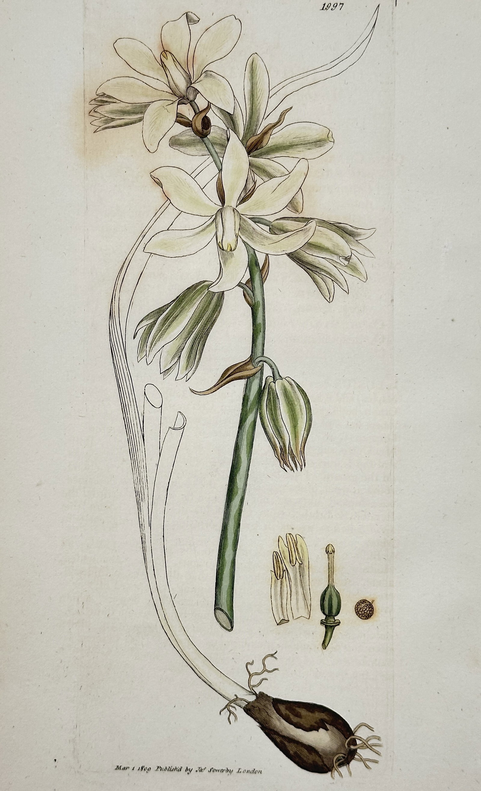 James Sowerby (1757–1822) – View of a Star-of-Bethlehem (Ornithogalum pyrenaicum): The work illustrates the botanical anatomy of the Bath Star-of-Bethlehem (also known as Spiked Star-of-Bethlehem), featuring a slender green stem topped with a raceme of pale, star-shaped flowers with