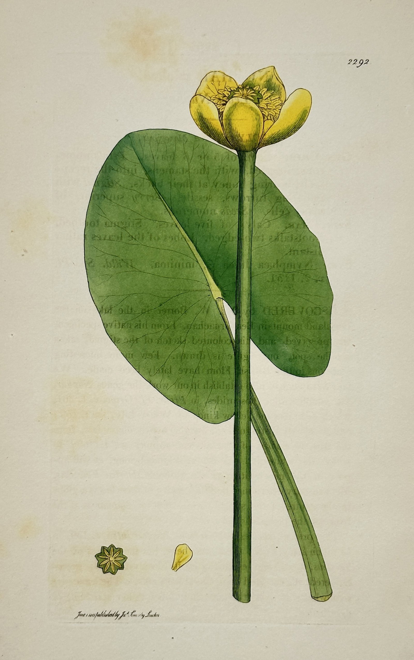 James Sowerby (1757–1822) – View of a Yellow Water-Lily (Nuphar lutea): The work illustrates the botanical structure of the Yellow Water-Lily (also known as the Brandy-bottle), featuring its cup-shaped bright yellow flower and a large, heart-shaped floating leaf with prom