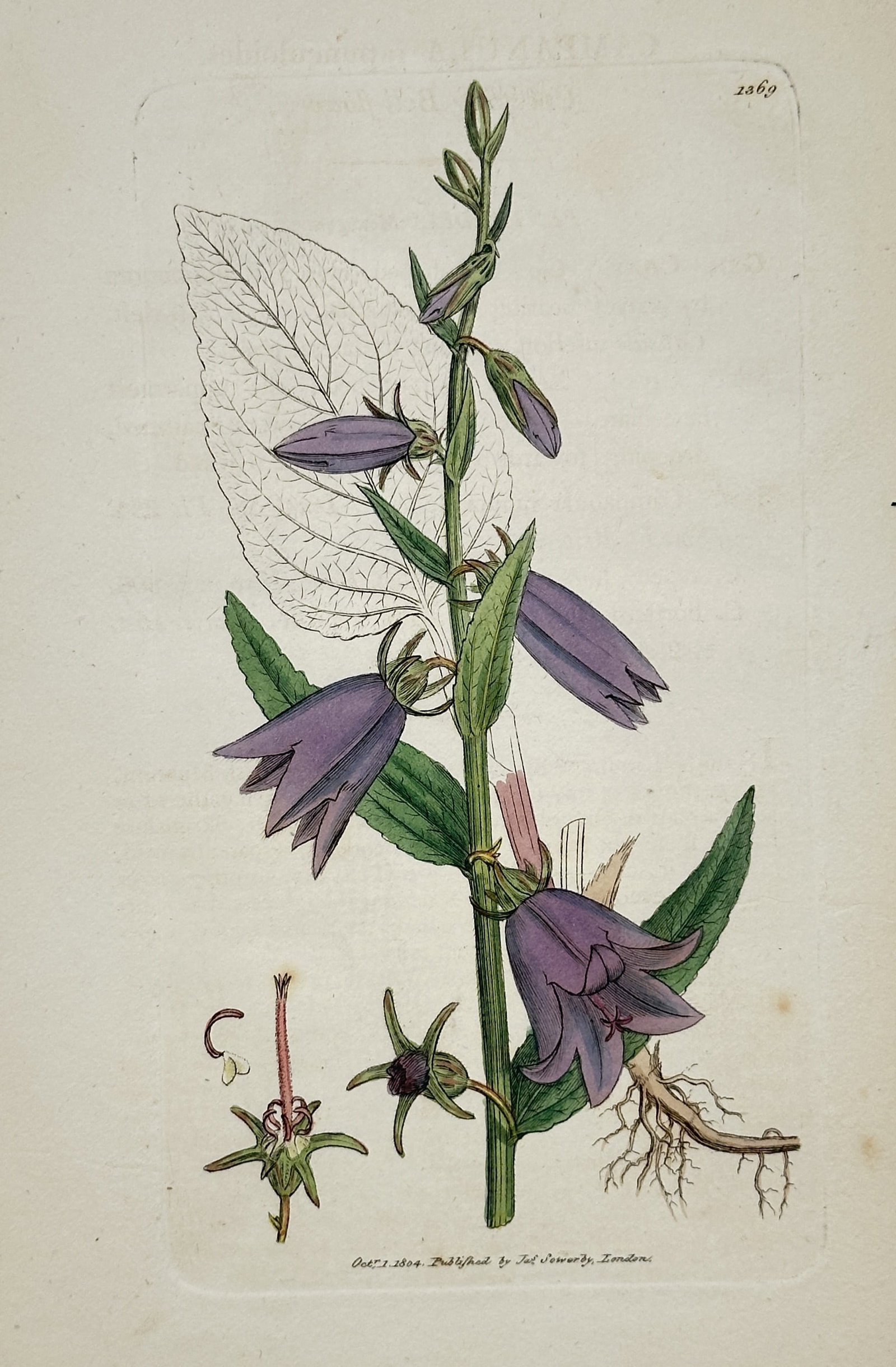 James Sowerby (1757–1822) – View of a Giant Bellflower (Campanula latifolia): The work illustrates the botanical features of the Giant Bellflower, showcasing its large, drooping purple blossoms and sturdy, leafy stem. The engraving provides a detailed scientific study, includin