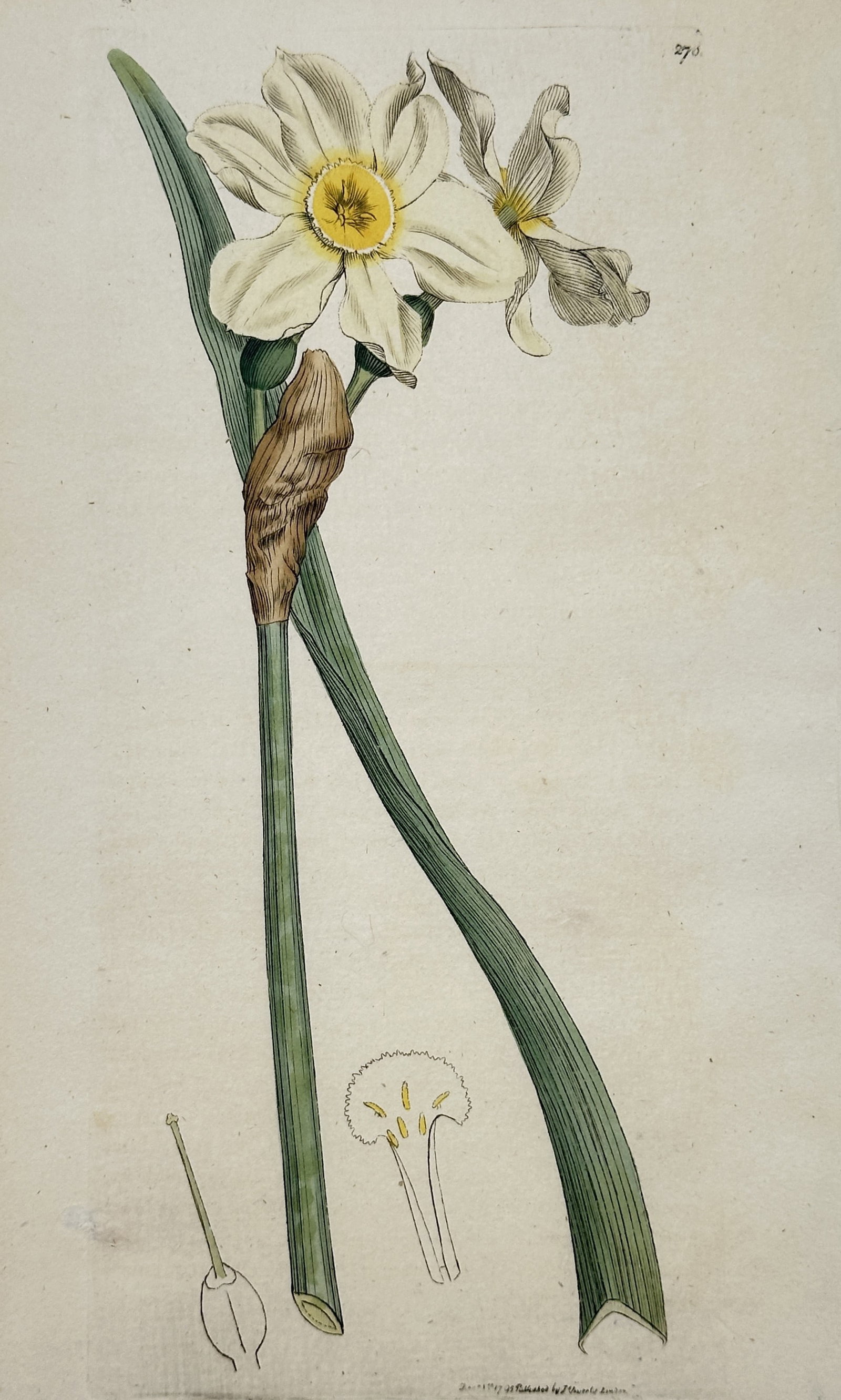 James Sowerby (1757–1822) – View of a Poet's Narcissus (Narcissus poeticus): The work illustrates the botanical structure of the Poet's Narcissus, featuring its iconic white petals and small yellow corona with a distinct red rim. The engraving captures the long, strap-like gre