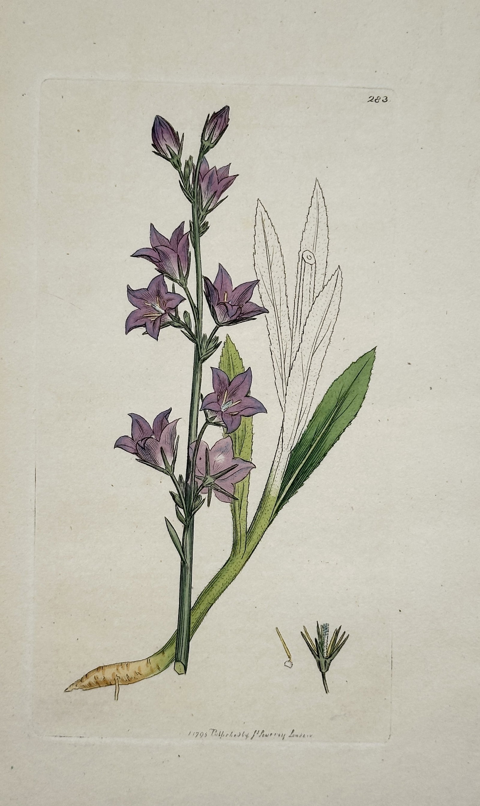 James Sowerby (1757–1822) – View of a Rampion Bellflower (Campanula rapunculus): The work illustrates the botanical anatomy of the Rampion Bellflower, featuring its slender upright stem adorned with small, bell-shaped purple flowers and lanceolate leaves. The engraving captures th