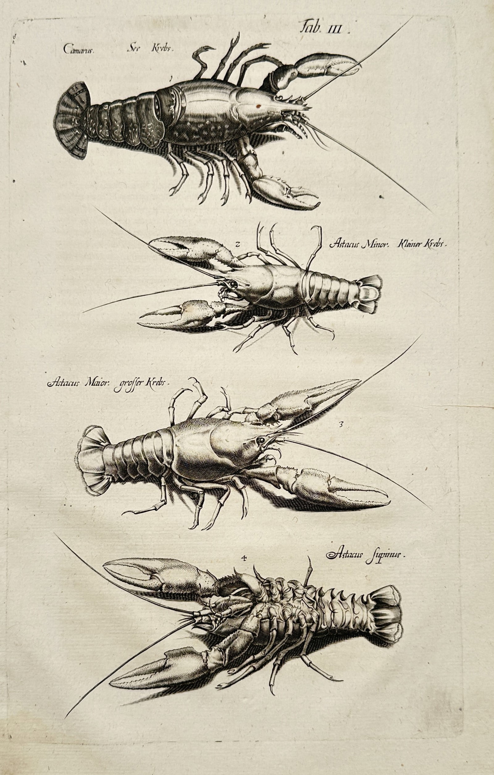 Jan Jonston – View of Various Crustaceans: Lobsters and Crayfish – Copper engraving (c. 1650): Tab. III illustrates four distinct species of crustaceans, including a large lobster (Cancer) and various types of crayfish (Astacus Minor, Astacus Major, and Astacus Fluviatilis). The engraving captu