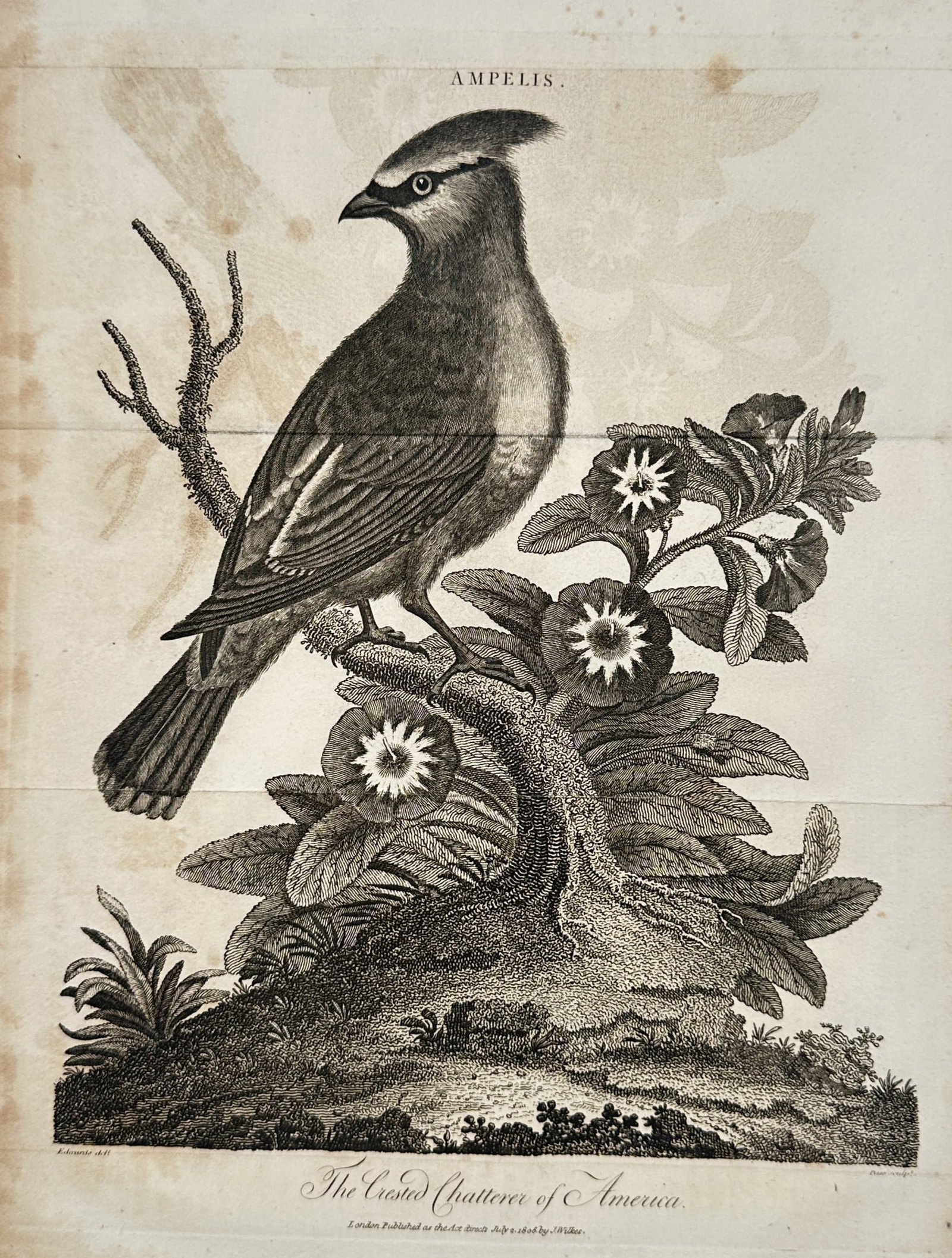 J. Wilkes – View of a Cedar Waxwing (The Crested Chatterer of America) – Copper engraving (1805): The Crested Chatterer of America illustrates a Cedar Waxwing (Ampelis) perched upon a rugged, mossy branch amidst flowering foliage. The engraving meticulously details the bird's sleek plumage and its