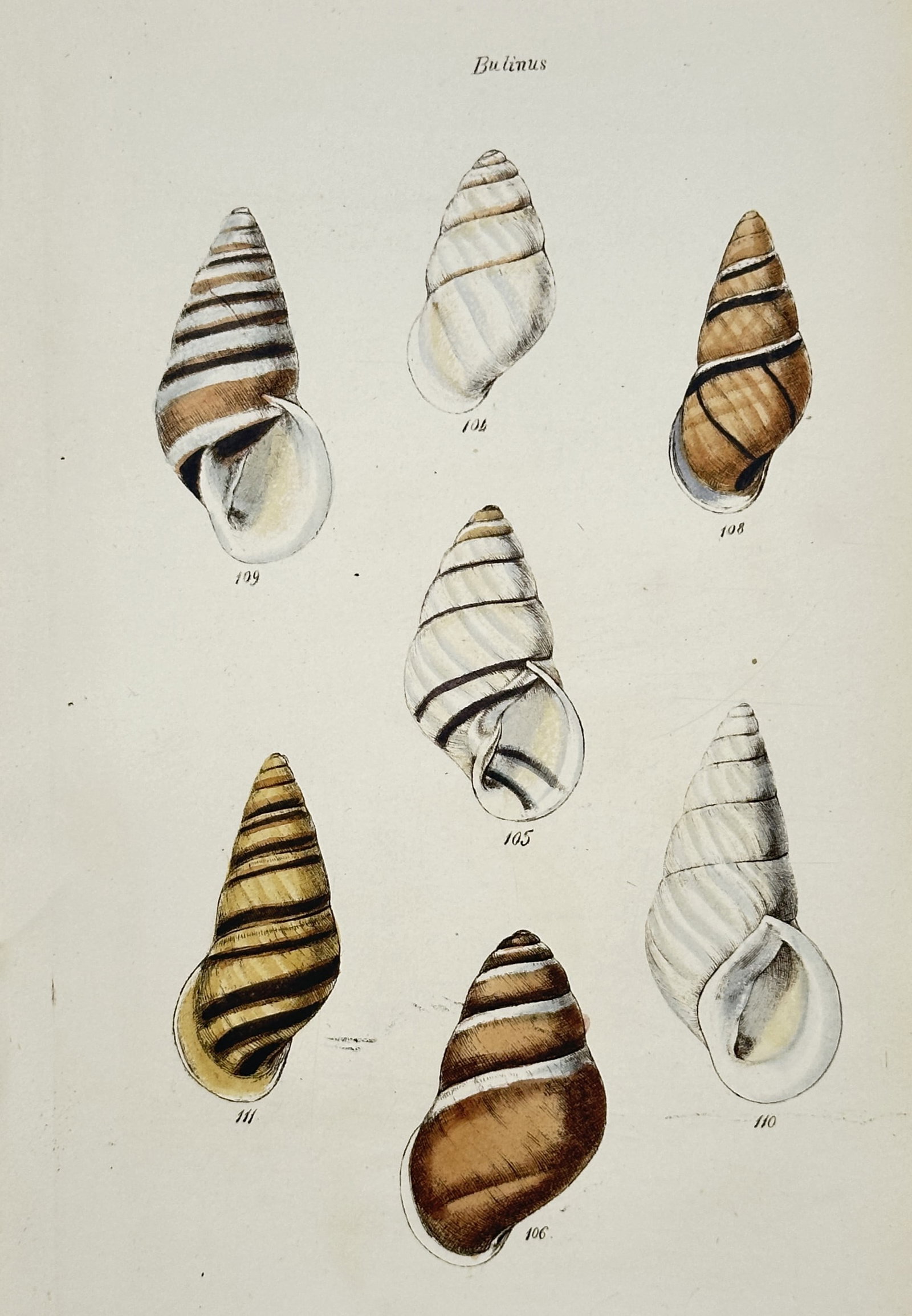 George Brettingham Sowerby I – View of Various Land Snails (Bulinus) – Hand-coloured lithograph: Bulinus illustrates a systematic study of seven snail shells belonging to the genus Bulinus (now largely classified within Bulinulus or Drymaeus). The work meticulously details the varied spiral patte