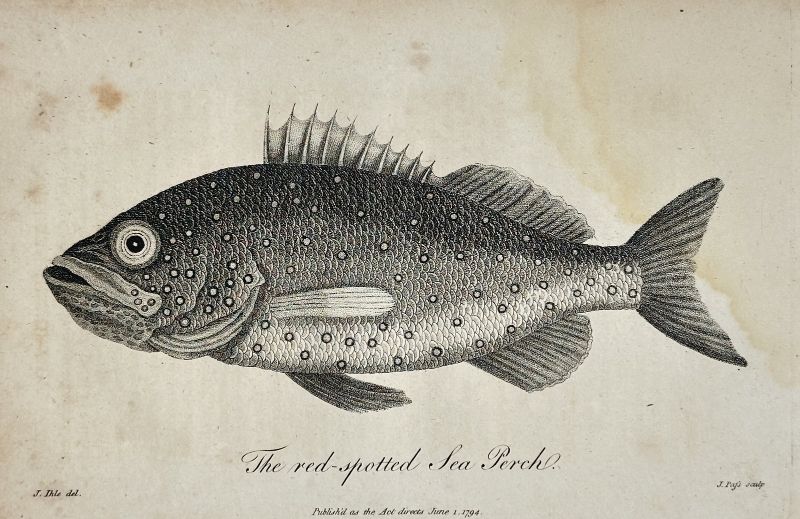 John Wilkes – View of a Red-spotted Sea Perch – Copper engraving (1794) (1 of 2)
