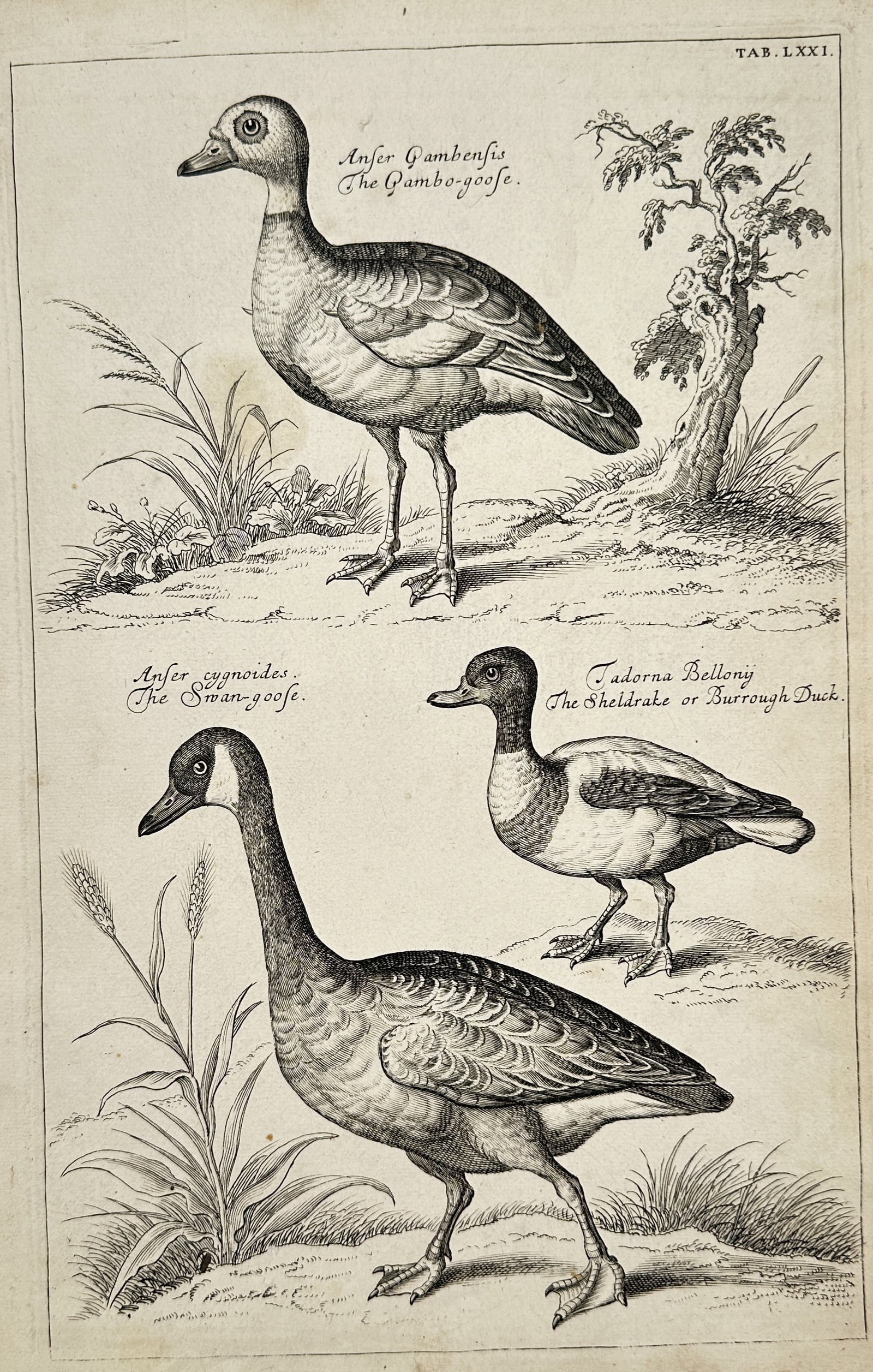 Francis Willughby – View of the Gambo-goose, Swan-goose, and Sheldrake – Copper engraving (1 of 2)