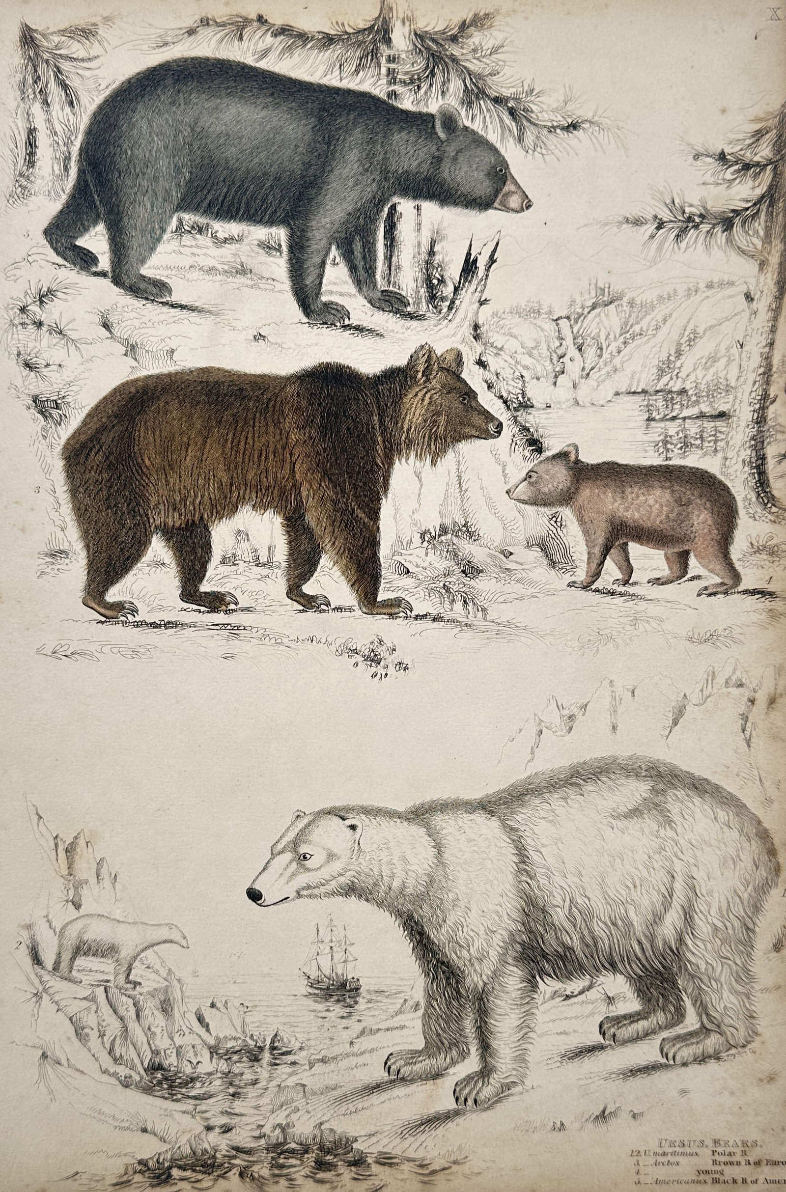 Captain Thomas Brown – View of Various Bear Species (Ursus) – Hand-coloured lithograph (c. 1835) (1 of 2)