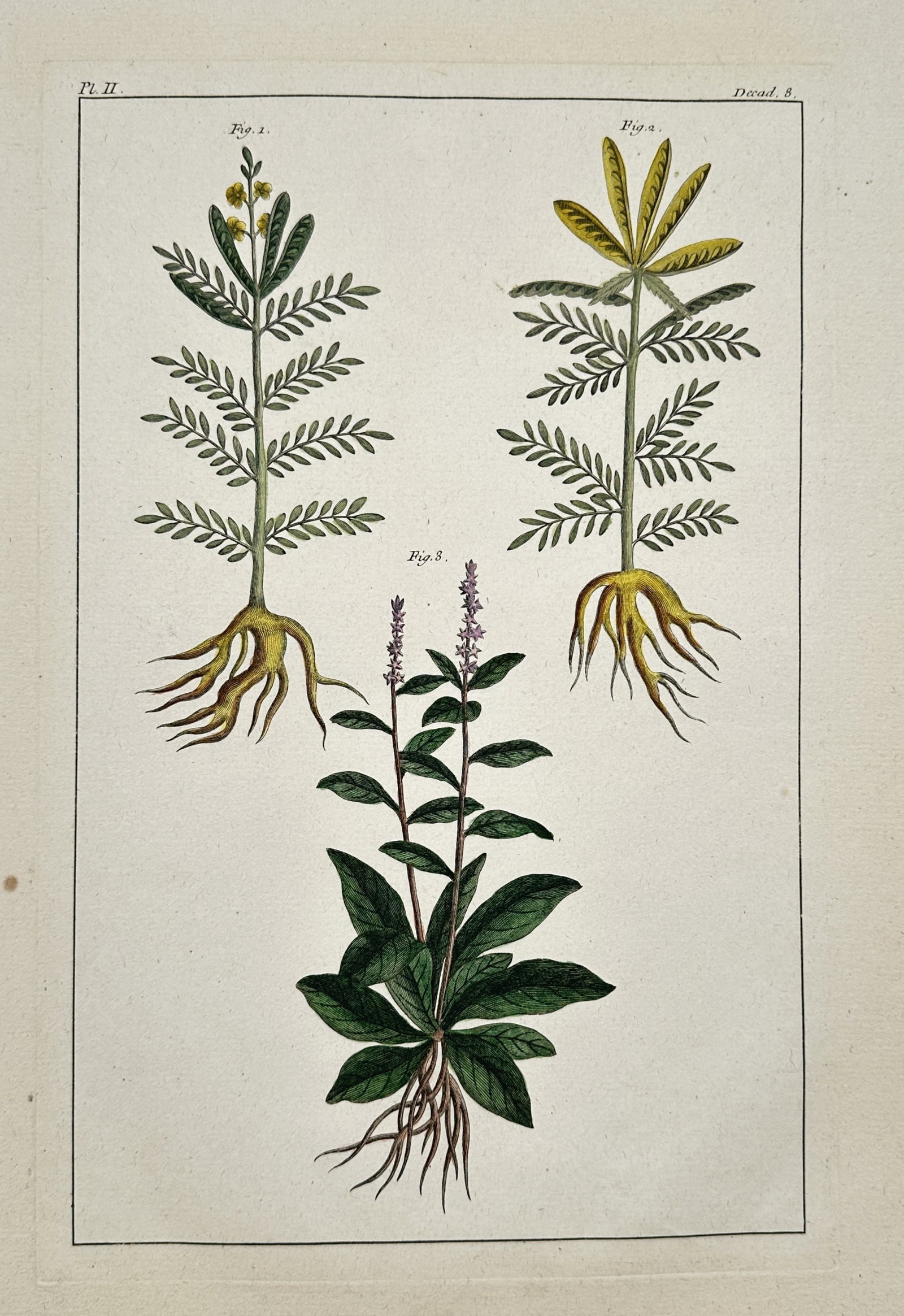 Pierre Jean François Turpin (1775–1840) – View of Various Botanical Specimens: This botanical plate illustrates three distinct plant species, meticulously detailing their root systems, pinnate leaf structures, and delicate floral spikes. The top two figures show varieties of leg