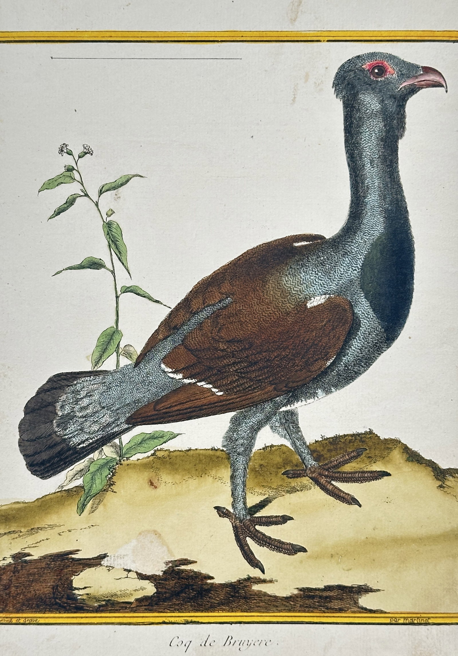 François-Nicolas Martinet – View of a Western Capercaillie – Hand-coloured copper engraving: Coq de Bruyere illustrates a male Western Capercaillie, the largest member of the grouse family, characterized by its dark, slate-grey plumage, mahogany-brown wings, and the distinctive red skin above