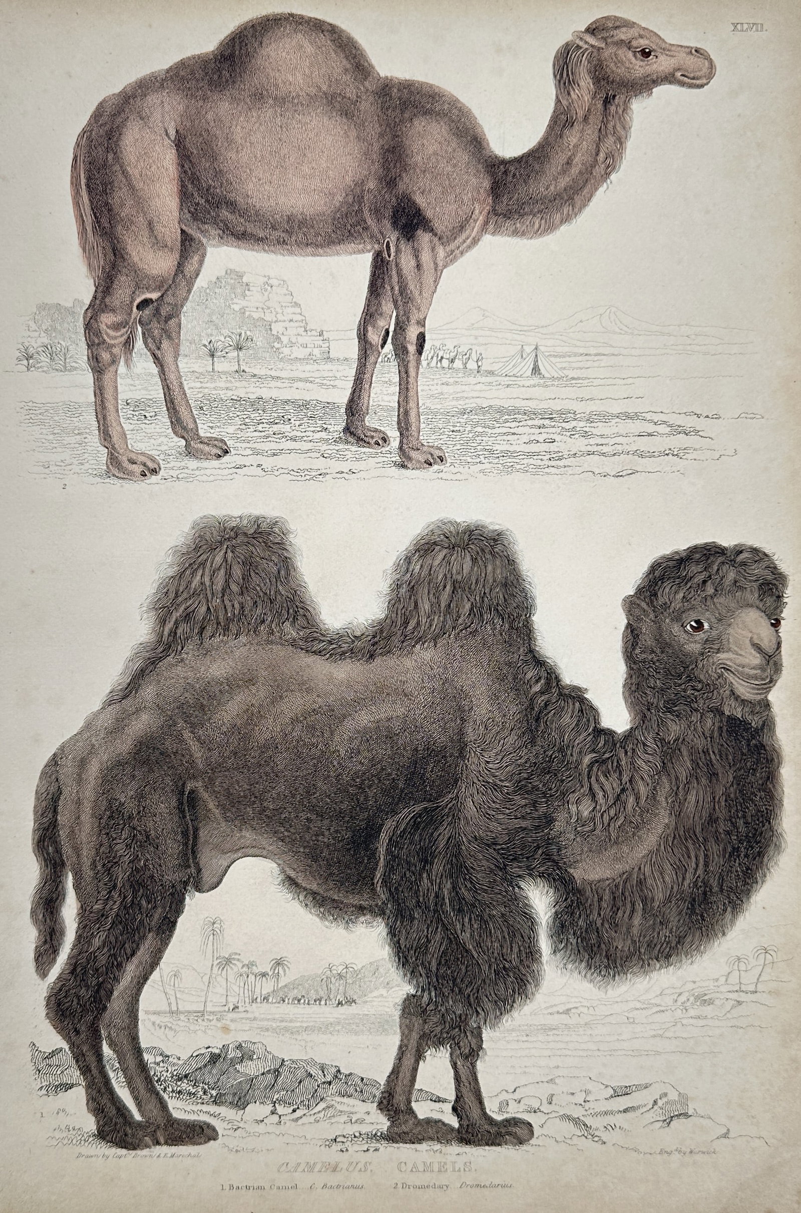 Captain Thomas Brown (1785–1862) – View of Camel Species (Camelus) – Hand-coloured lithograph: Camelus. Camels illustrates the two primary species of the genus Camelus in their respective environments. The upper section features the single-humped Dromedary (Camelus dromedarius), shown against a