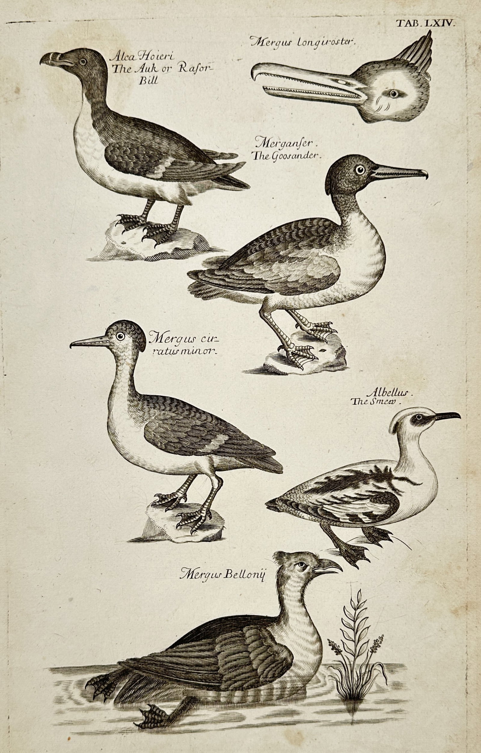 Francis Willughby (1635–1672) – View of the Razor-Bill, Goosander, and Smew – Copper engraving: TAB. LXIV illustrates a variety of aquatic birds, primarily members of the auk and merganser families. The plate features the Alca Hoieri (Razor-bill), several mergansers including the Merganfer (Goos