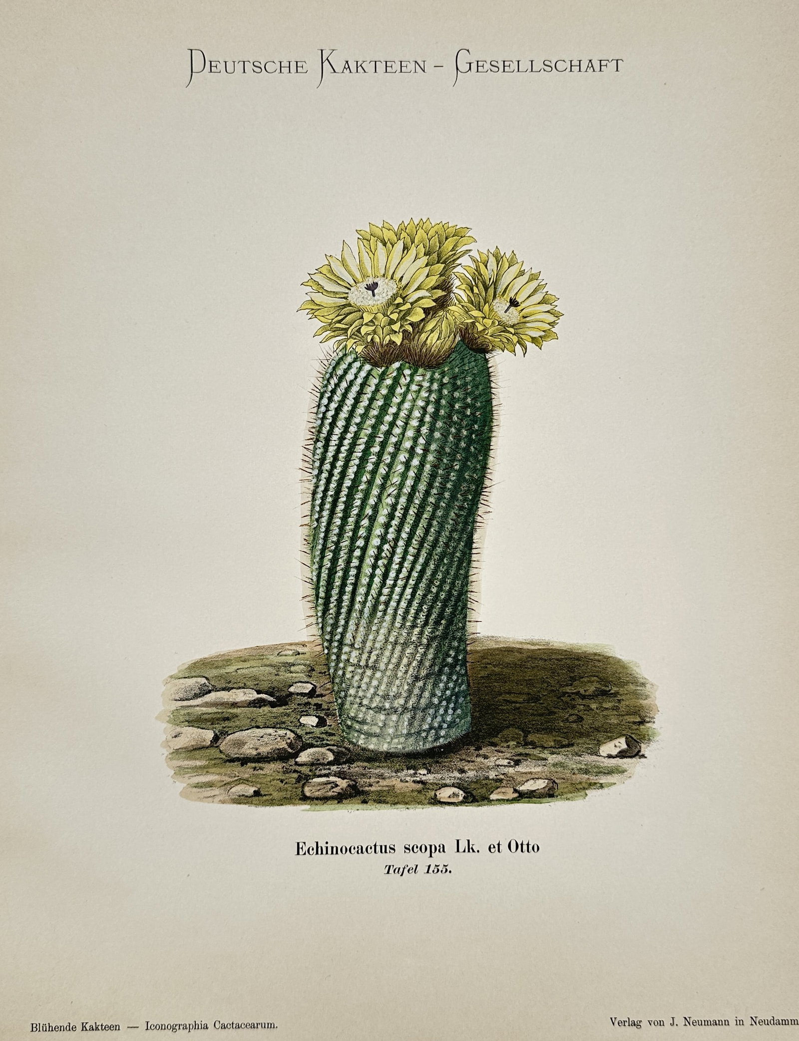 Julius Neumann – View of a Silver Ball Cactus (Echinocactus scopa) – Chromolithograph (1 of 2)