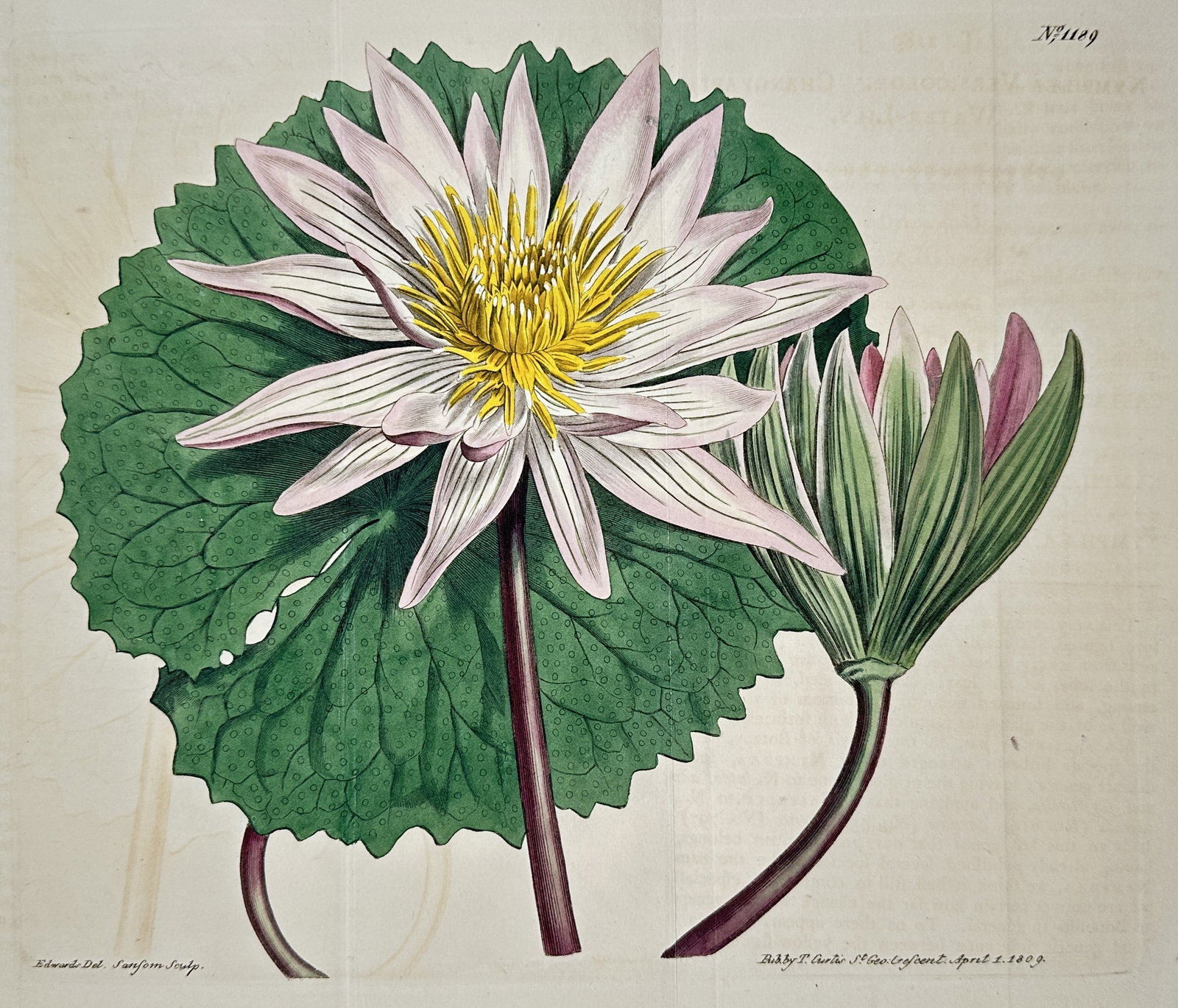 Sydenham Edwards – View of a Water Lily (Nymphaea versicolor) – Hand-coloured copper engraving: Nymphaea versicolor (No. 1189) illustrates a vibrant Egyptian lotus or water lily in two stages of bloom: a fully opened flower with delicate pale pink petals and a bright yellow stamen, and a seconda