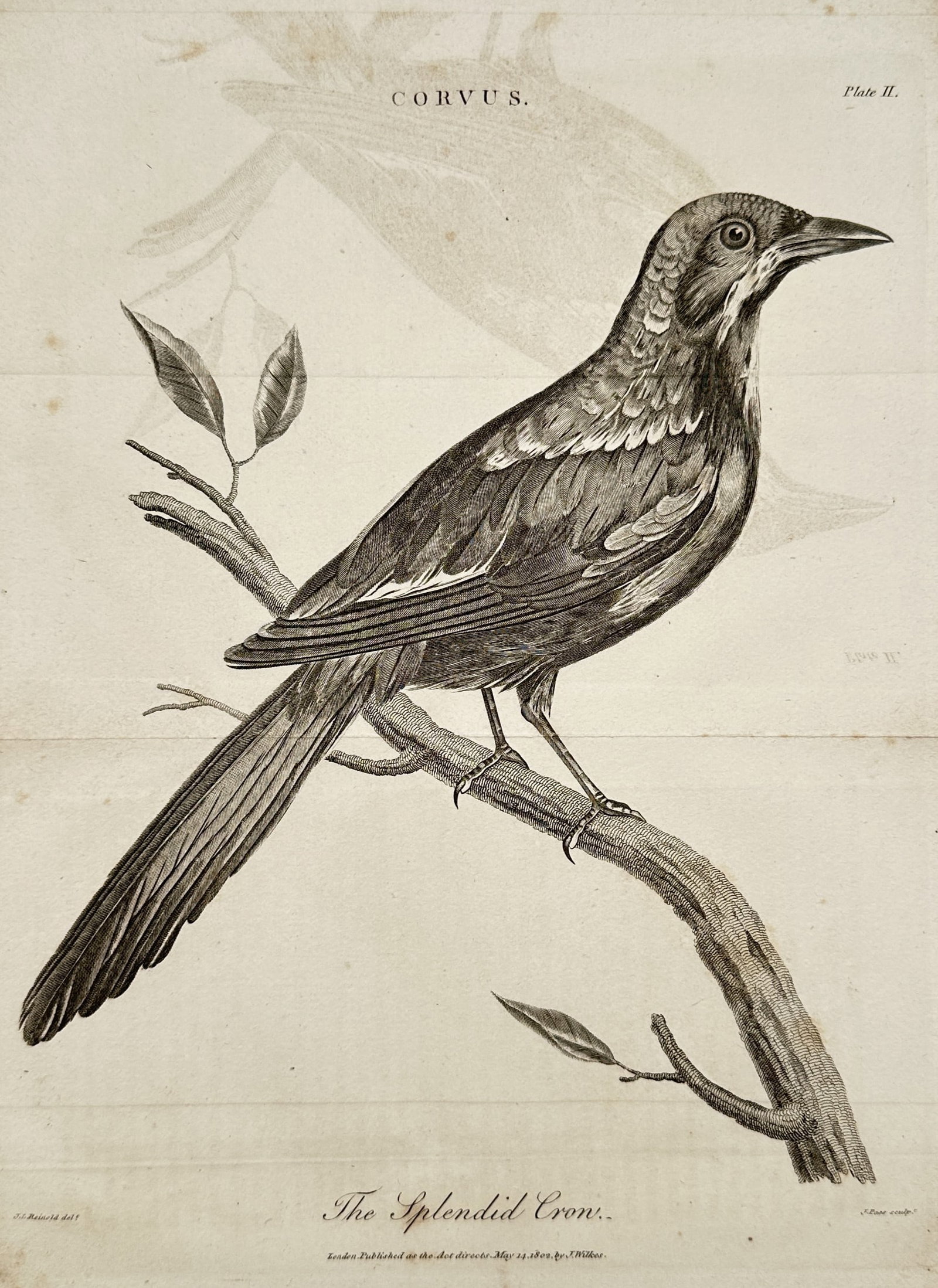 John Wilkes (1750–1810) – View of a Splendid Crow (Corvus) – Copper engraving (1802): The Splendid Crow illustrates a member of the Corvus genus, likely a species of jay or magpie-related bird, perched alertly on a simple, leafy branch. The engraving captures the bird’s sleek plumage