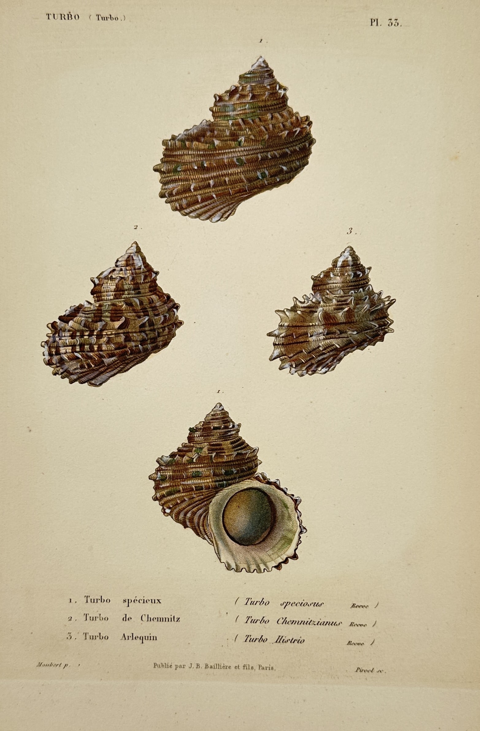 Jean-Baptiste Baillière – View of Various Turban Shells (Turbo) – Hand-coloured steel engraving (1 of 2)