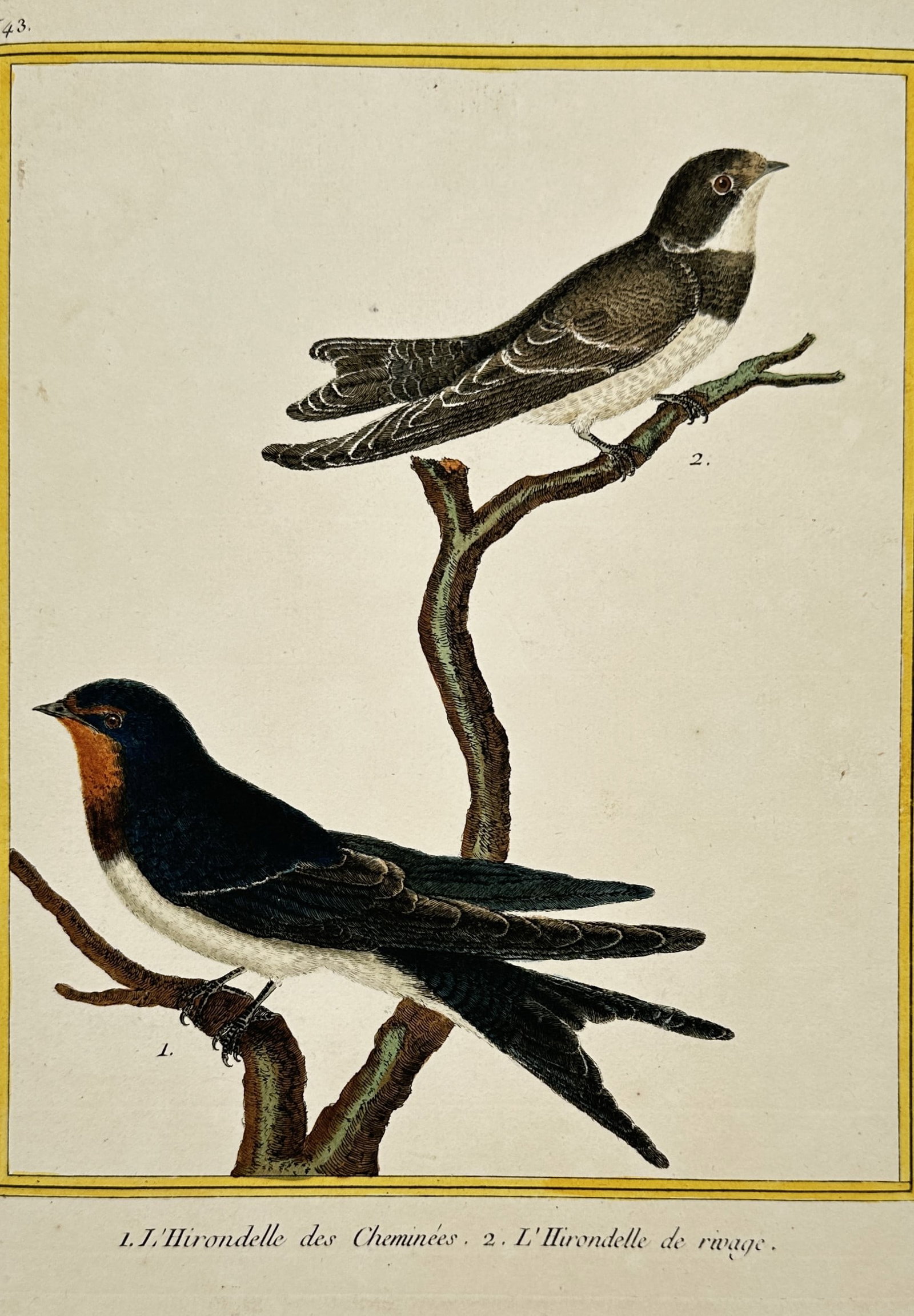 Francois-Nicolas Martinet – View of the Barn Swallow and Sand Martin: "L'Hirondelle des Cheminees . L'Hirondelle de rivage" illustrates the Barn Swallow and the Sand Martin perched on a branched limb, framed by a hand-painted yellow border. This engraving is from the Hi