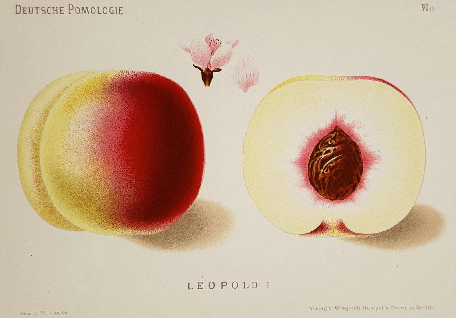 Wilhelm Lauche (1827–1883) – View of a Leopold I Peach – Chromolithograph (1882–1883) (1 of 2)